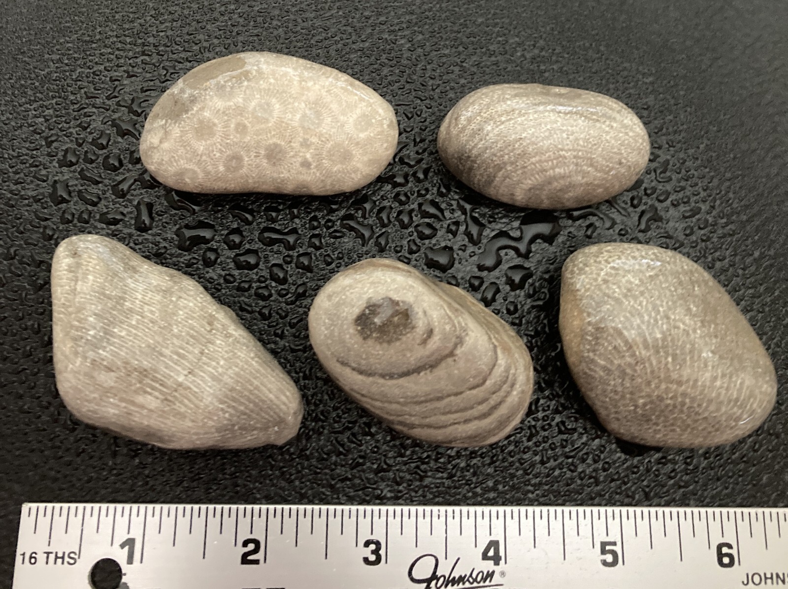 5pc Michigan AMAZING Fossils -Petoskey & Charlevoix Stones Rugosa Stromatoporoid