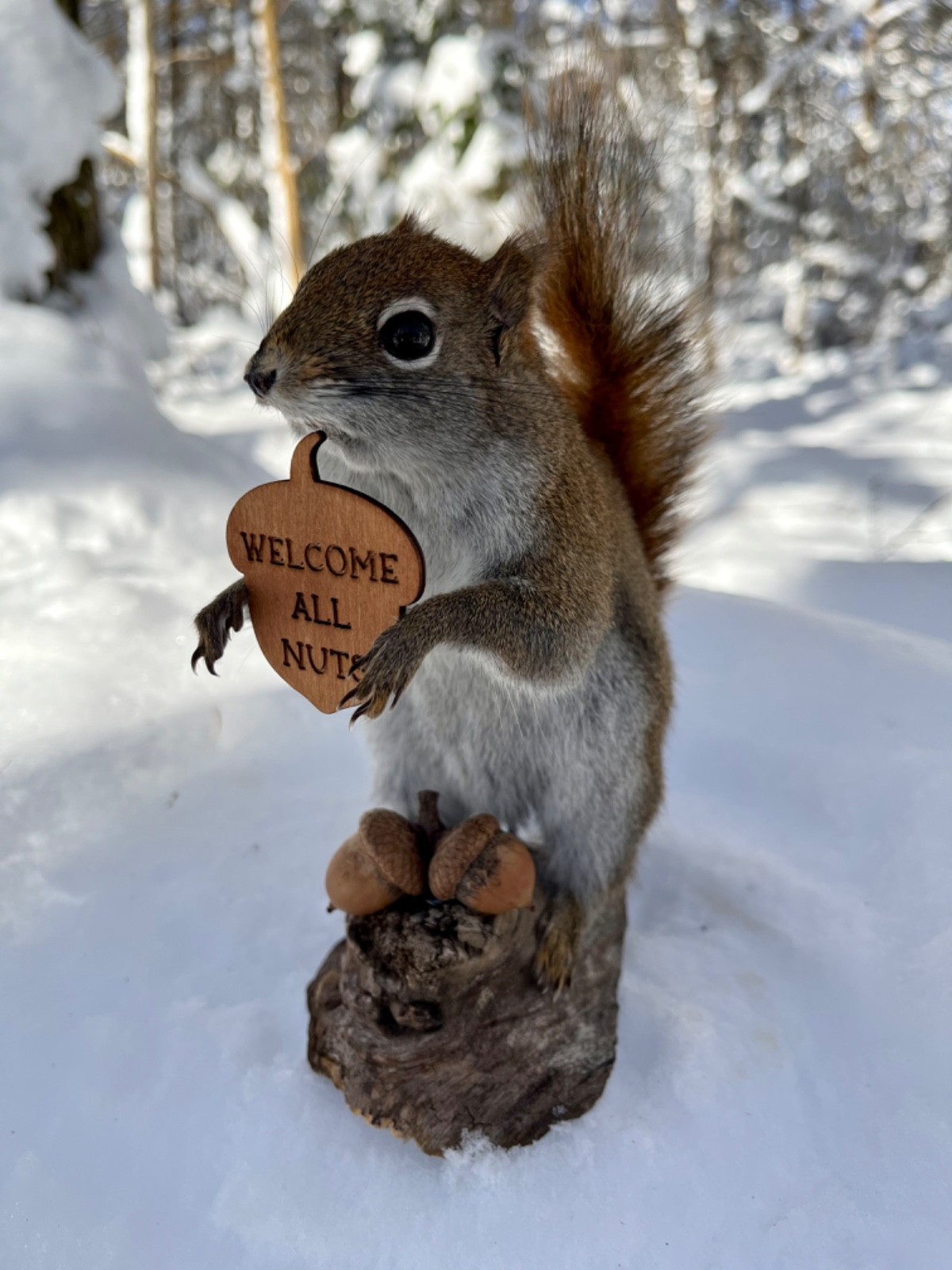 Red Squirrel Taxidermy, Squirrel Taxidermy, Pine Squirrel, Adirondacks, Gift!