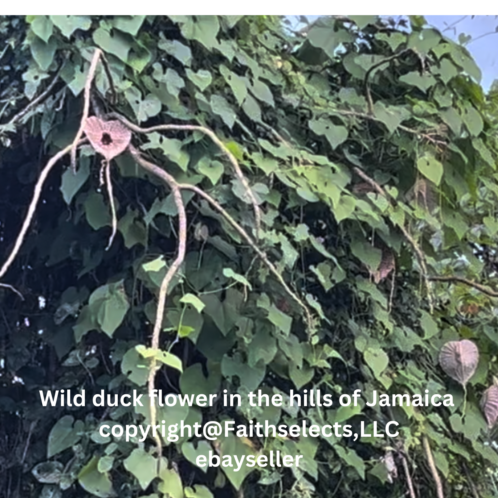 1 duck flower, Duck Flower Detox,Jamaica, Wildcrafted (for adults only)