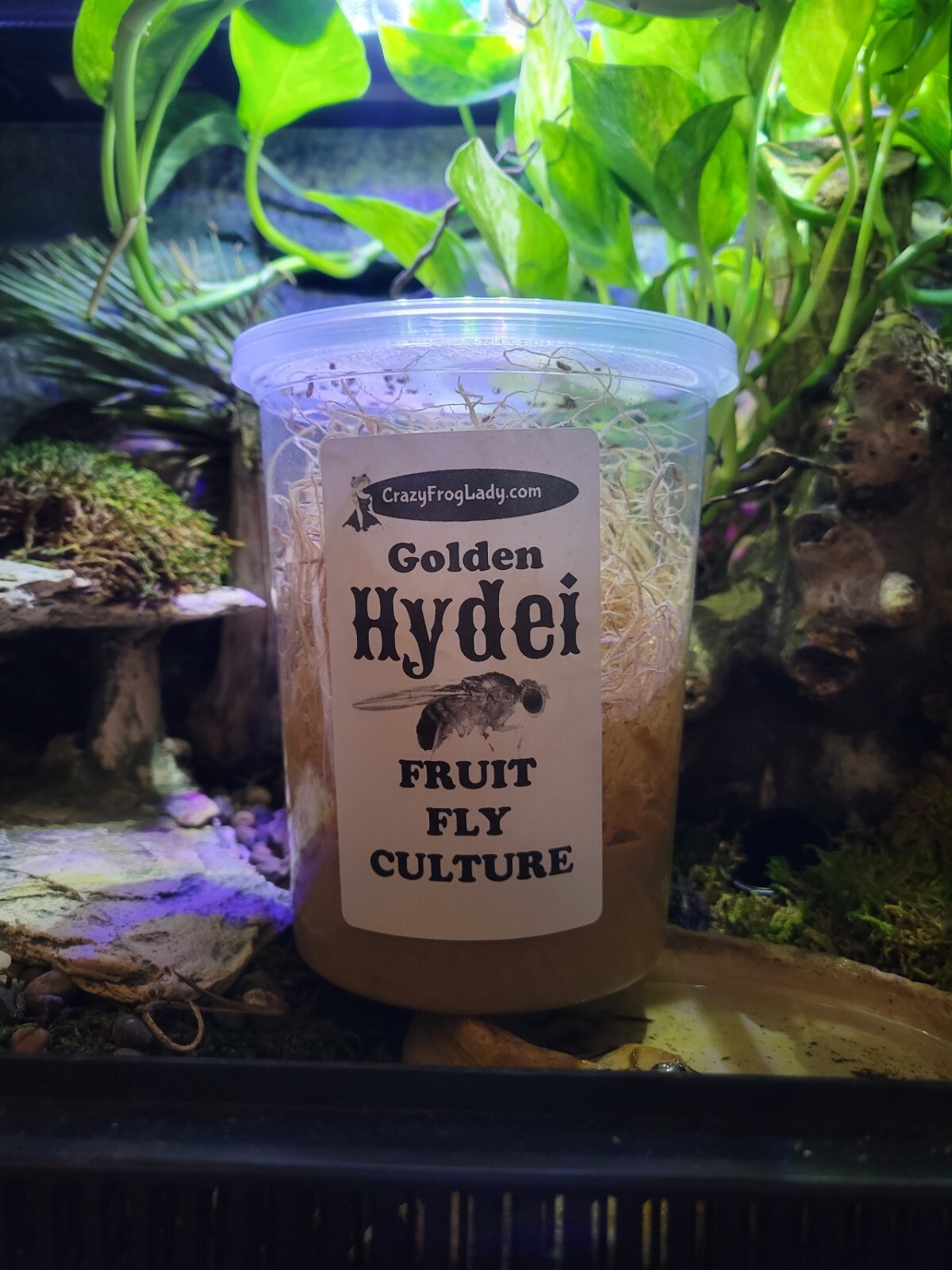 Golden Hydei Fruit Fly Cultures 2 Pack+ 2 Pack of Hydei Total of 4 CULTURES