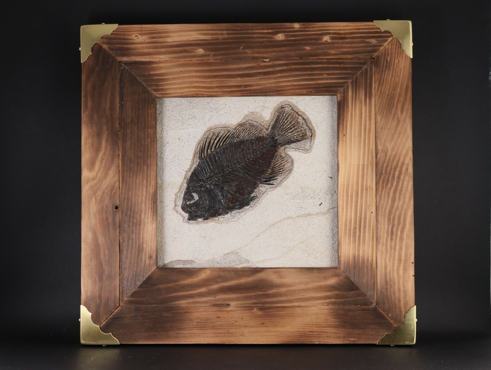 Fossil Fish Superb 5" Cockerellites Green River Formation Wyoming WY COA 10707