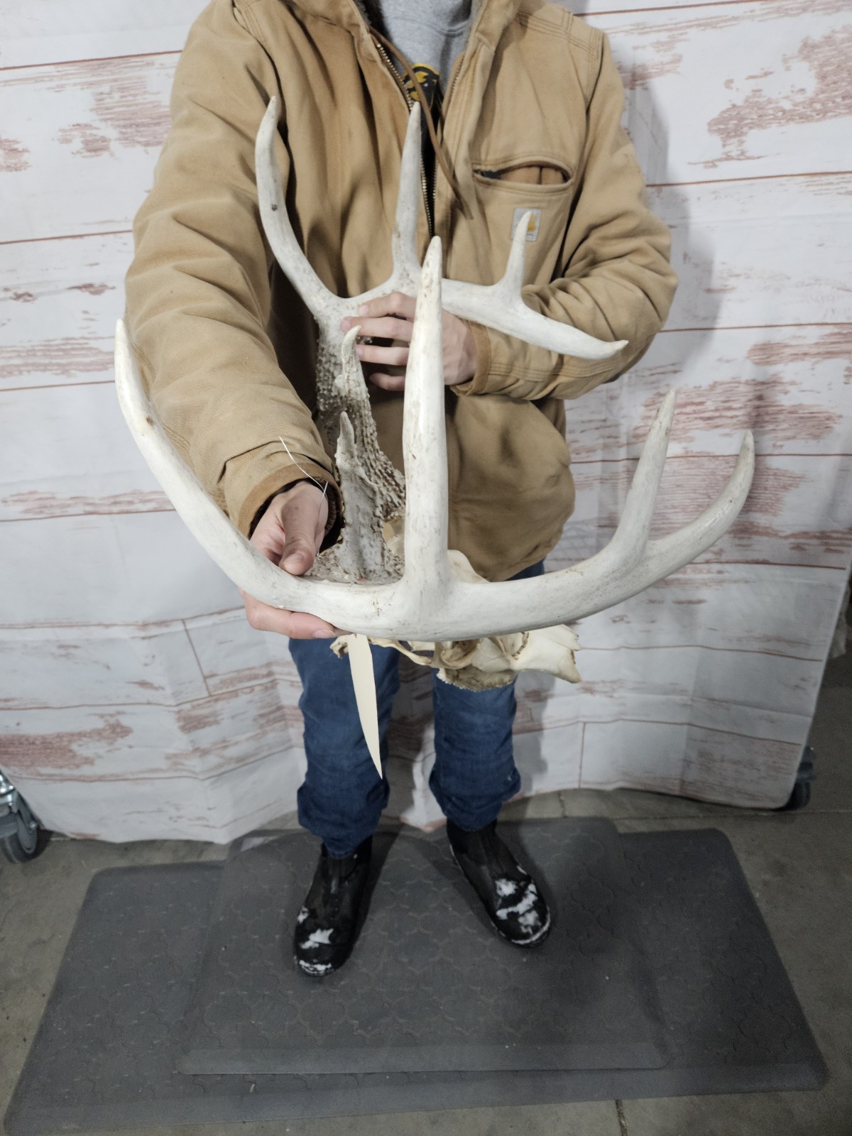 Wild 10 Point Whitetail Deer Antler Rack Horn European Skull Mount Man Cave 138"