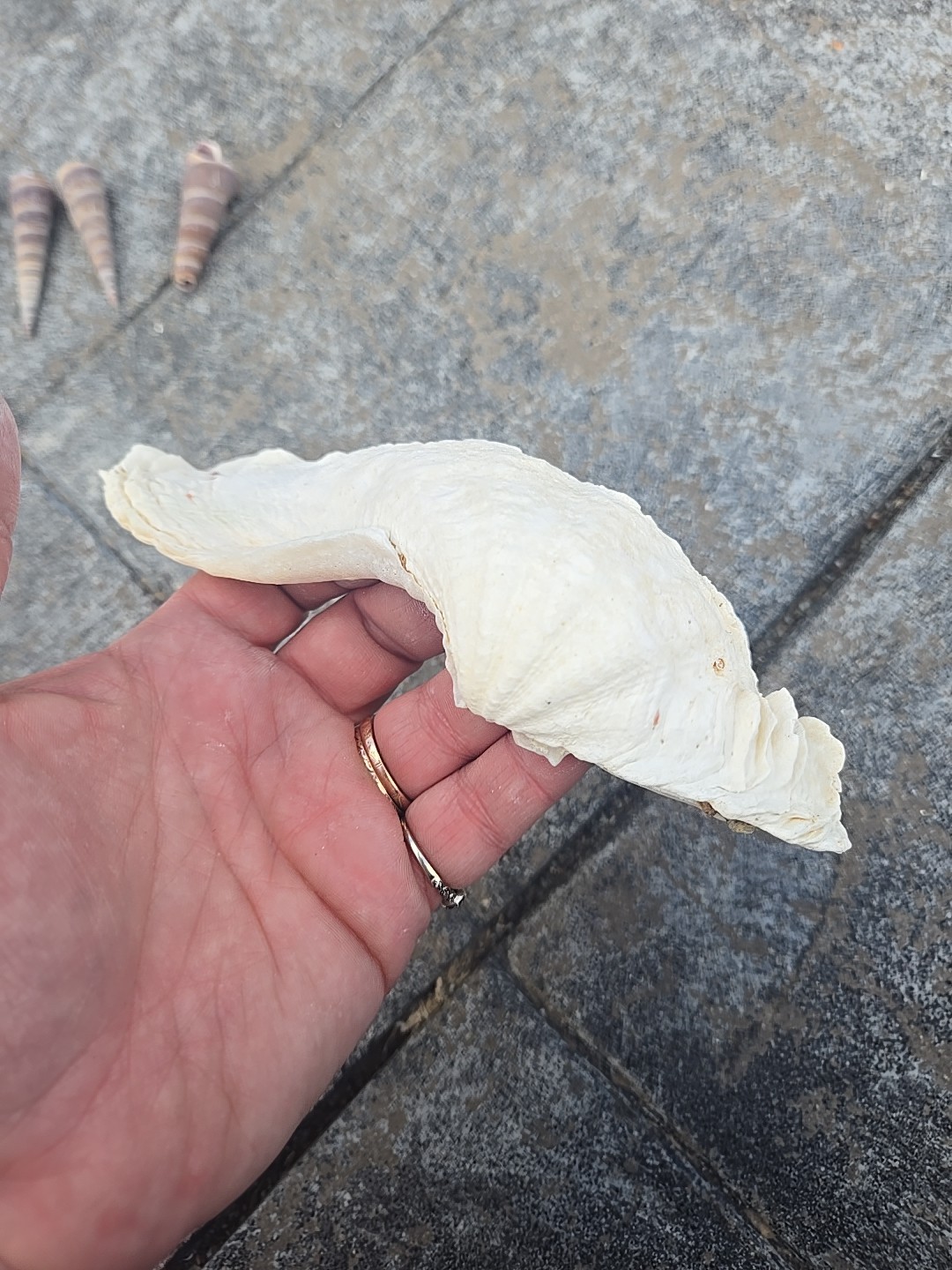 Derasa Tridacna Clam Seashell Half White w Barnacle Growth 1 HALF approx 6.75"