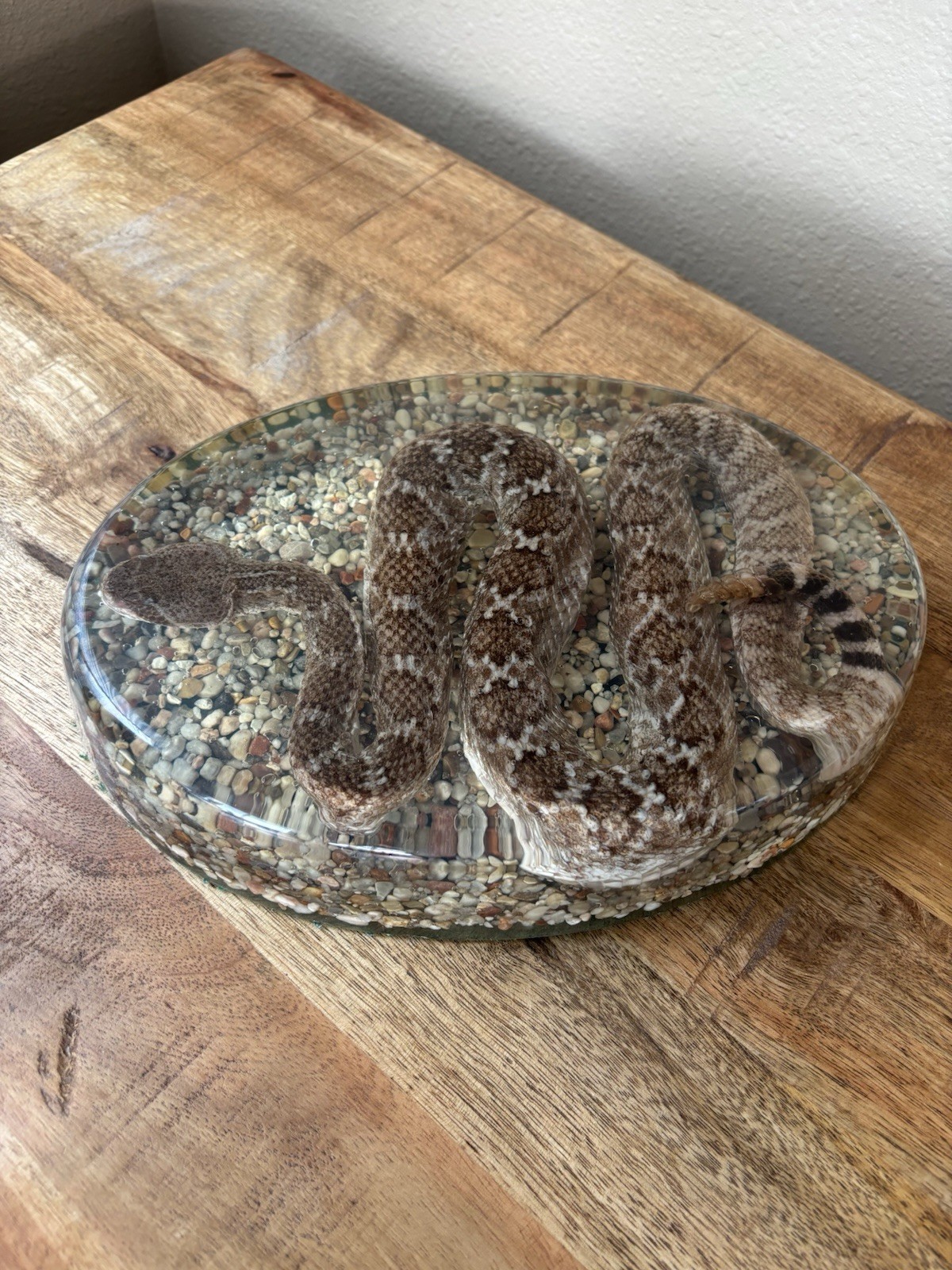 Diamondback Rattlesnake In resin lucite