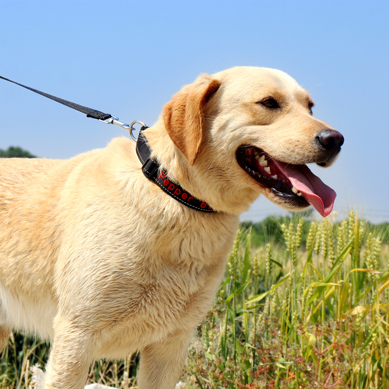 Custom Personalized Dog Collar Embroidered Pet ID Name Number Reflective Nylon