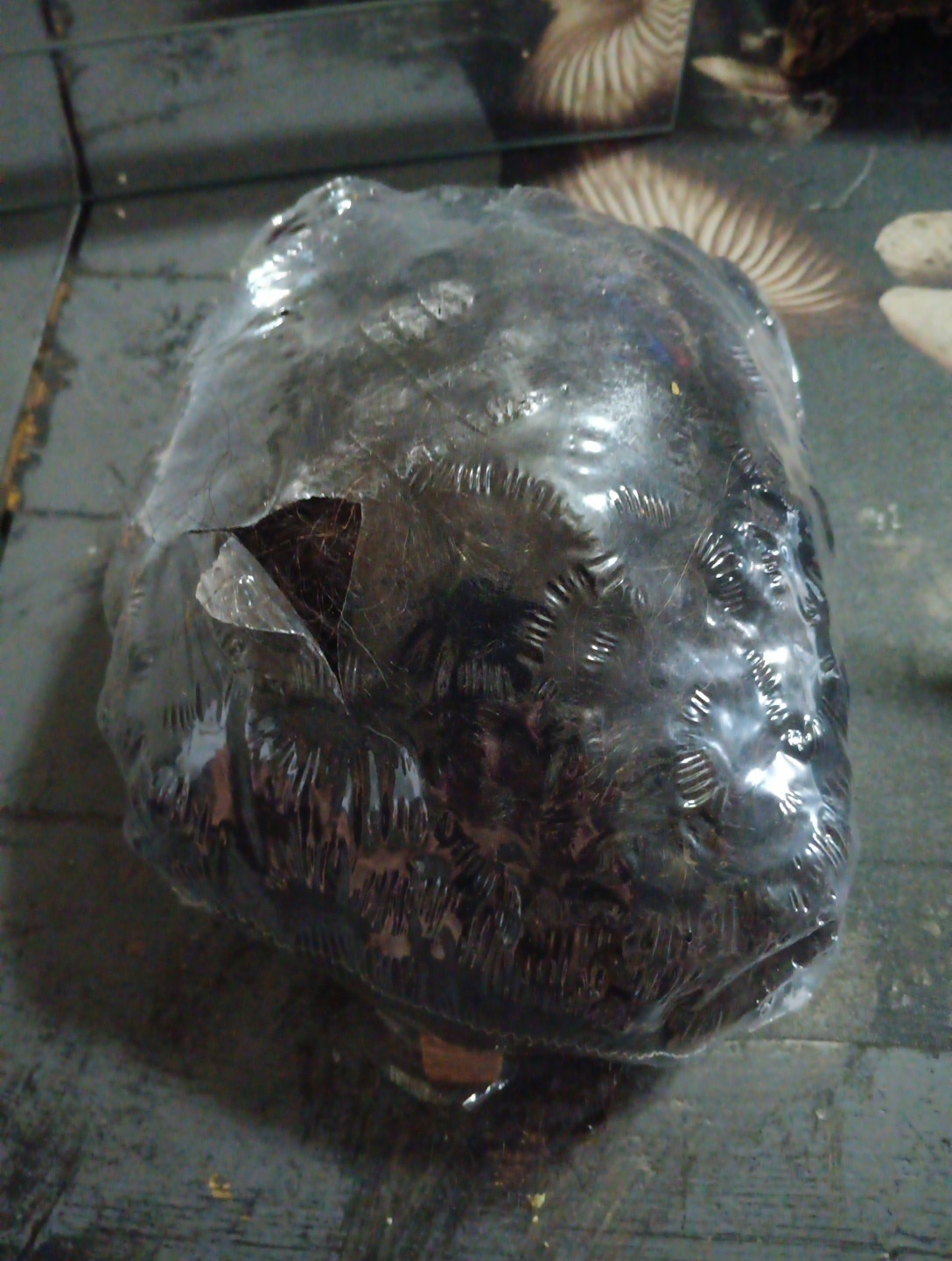 Pivot Piont, Manniquin Janet Cap %100 Human Hair Cap #2524