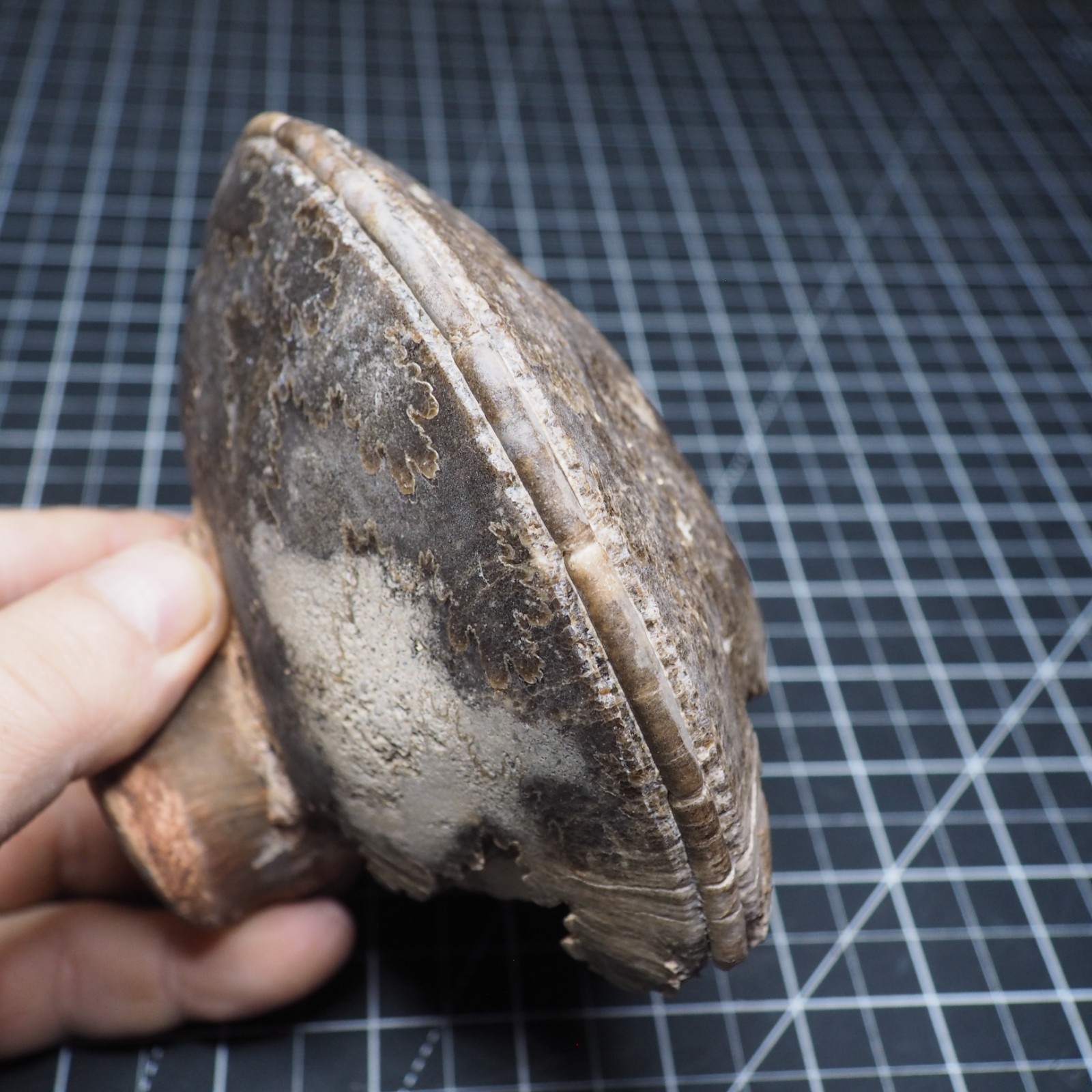 Study Specimen Choffaticeras Ammonite 155 mm 1.7 kg Fossil Siphuncle Cretaceous