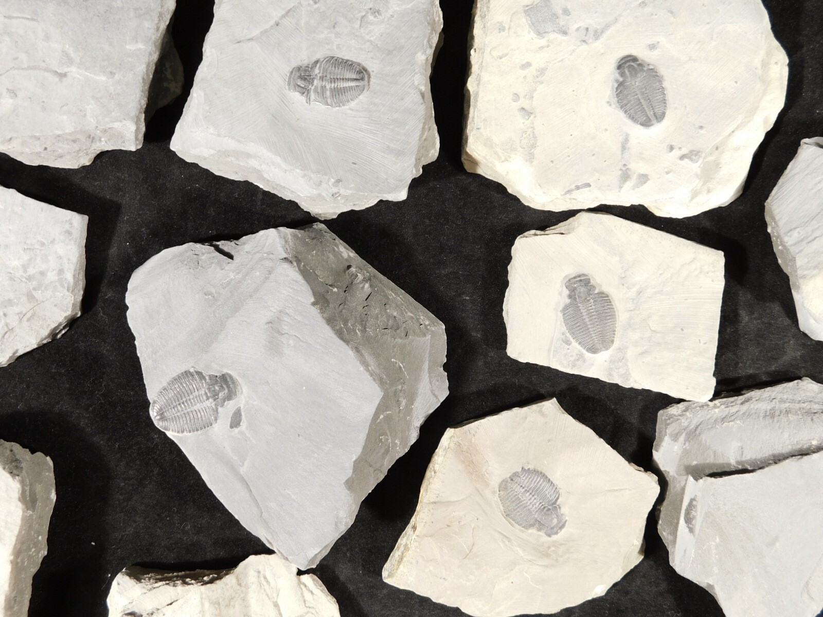 Small 100% Natural Elrathia TRILOBITE Fossil From Cambrian Utah