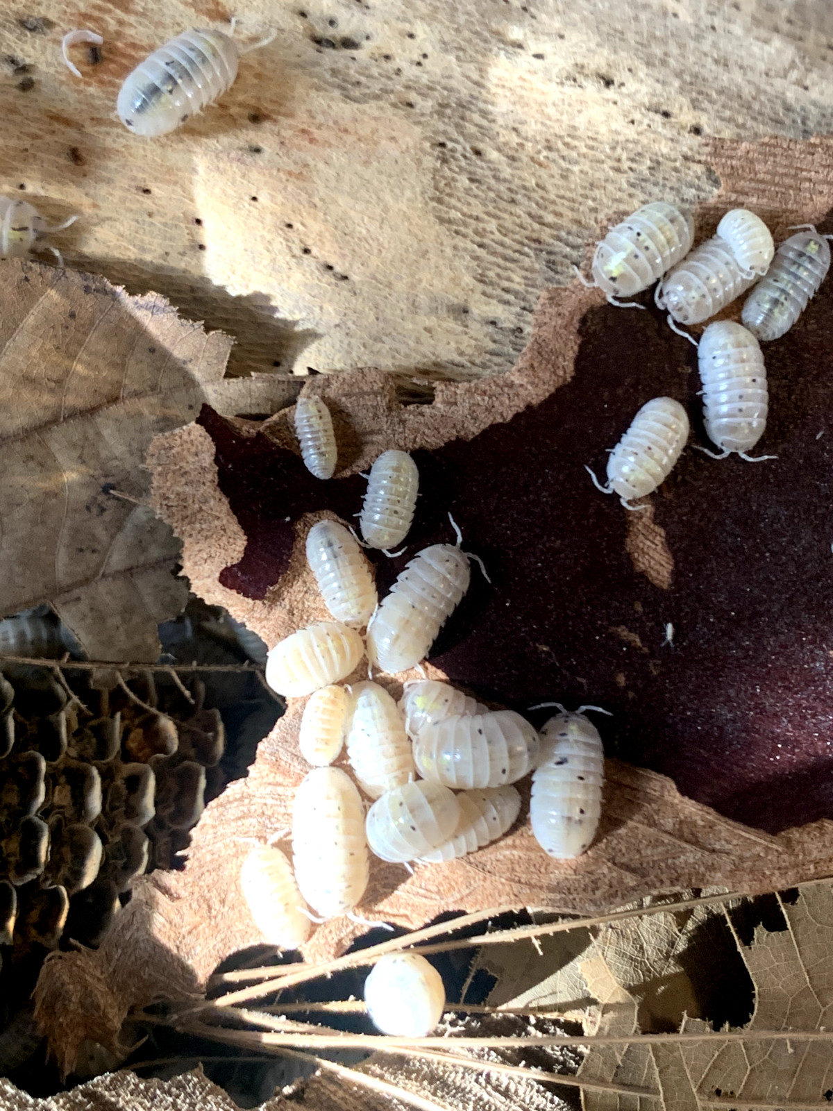 10+ Magic Potion isopods + Free Priority Shipping!