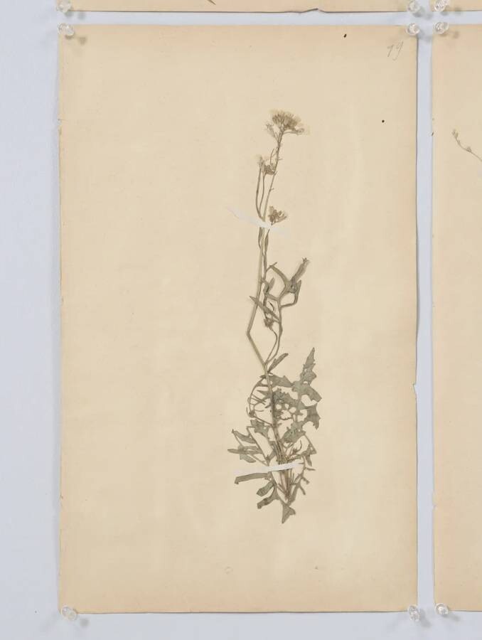 ANTIQUE PRESSED BOTANICALS C. 1893 FROM A FRENCH MONASTERY SCHOOL