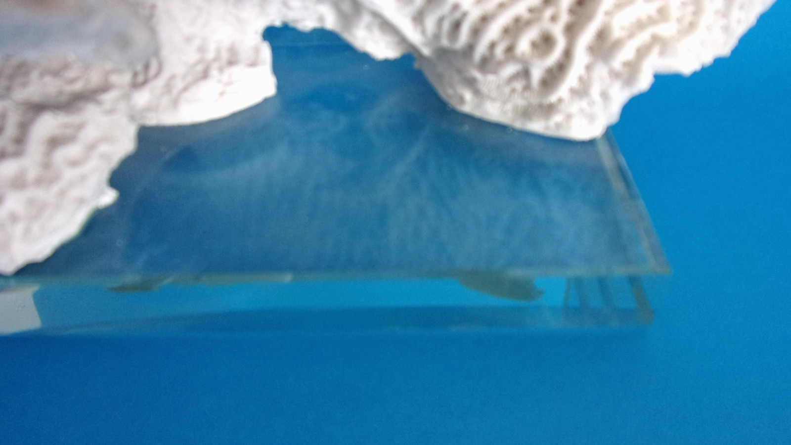 Beautiful Natural White Coral Reef with Glass Base, Authentic Specimen 10" x 7"