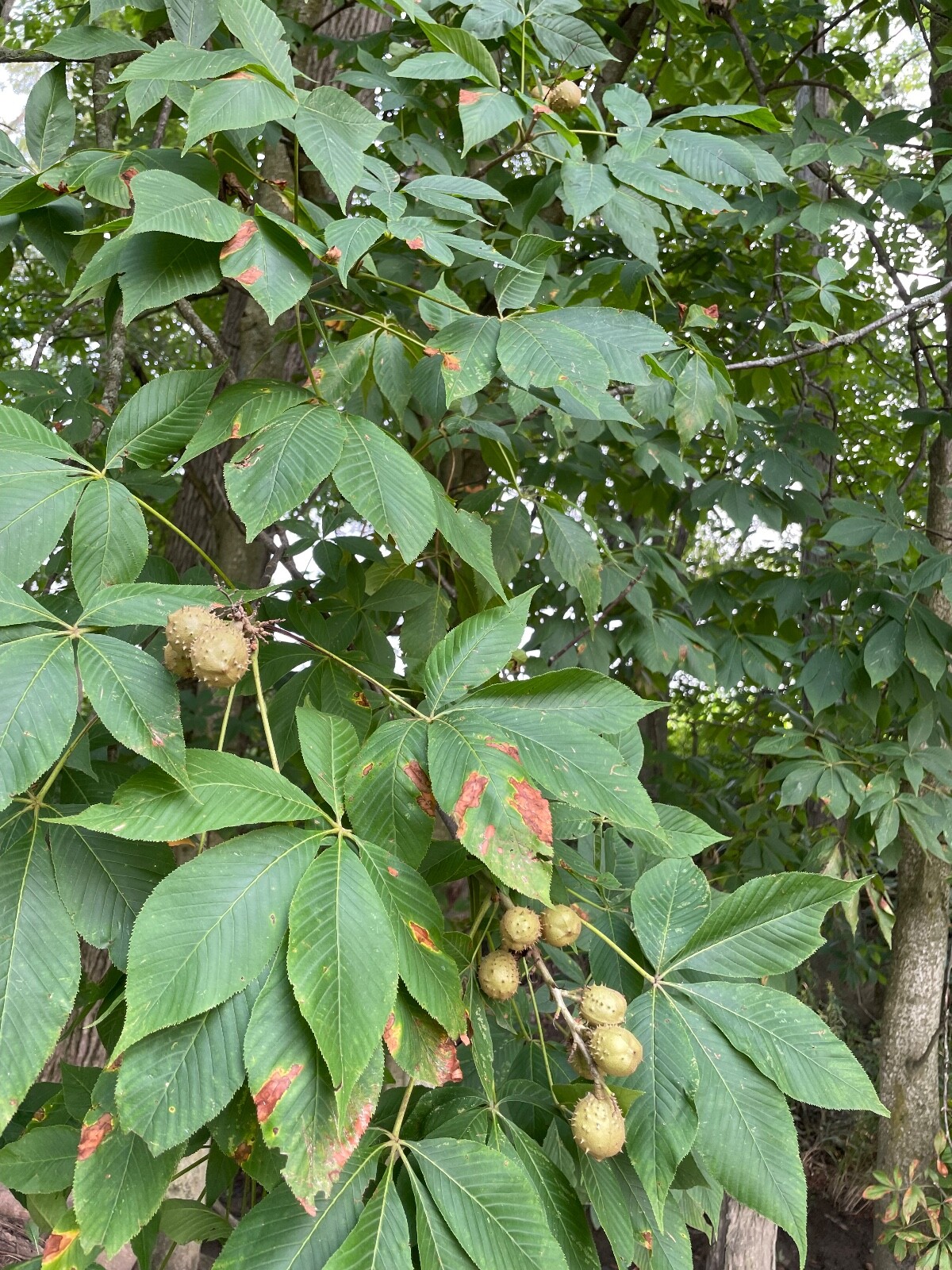 Buckeye Nuts 2024 All Sizes Nickel to Quarter from Central Ohio Dried