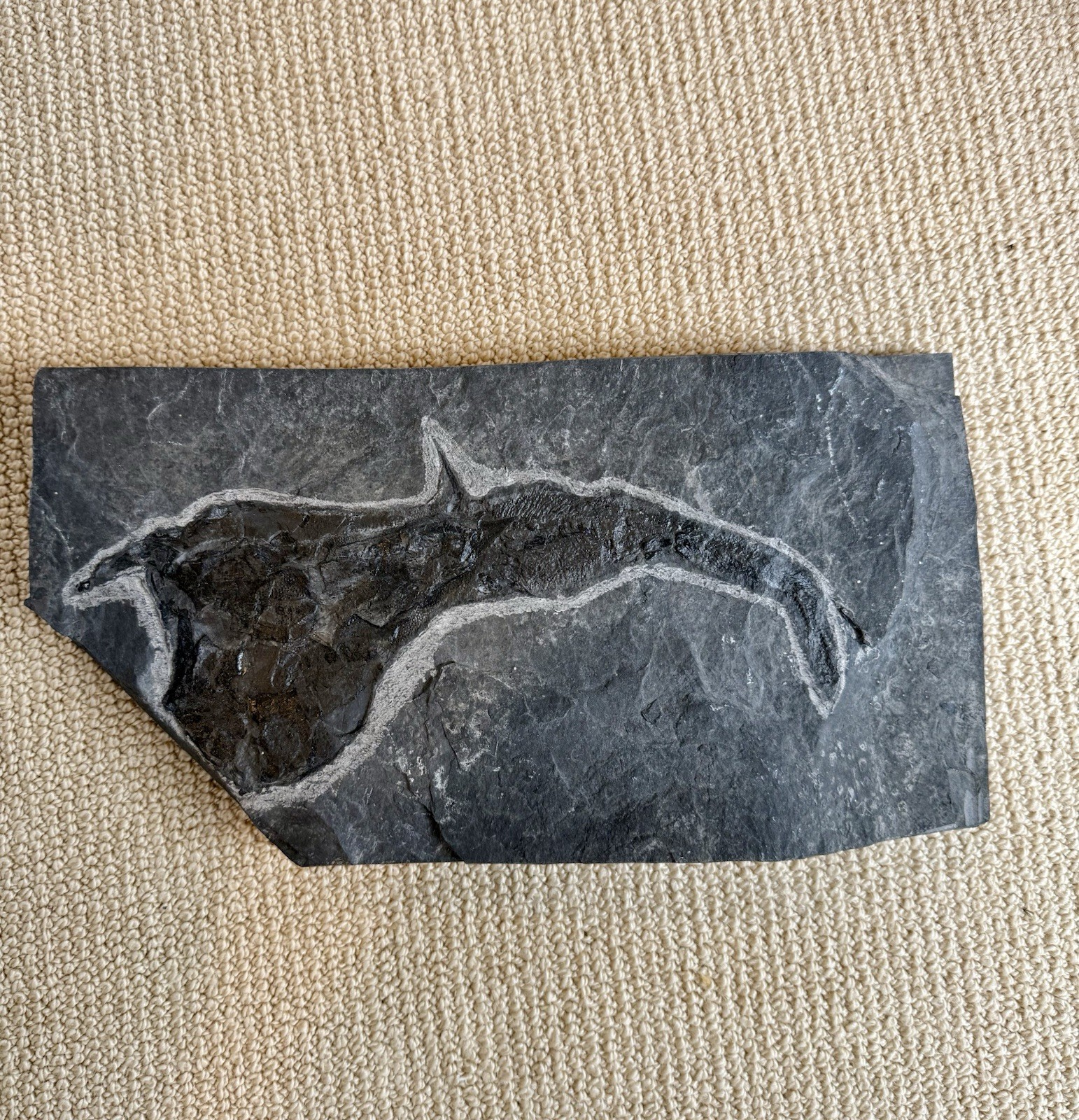 Coccosteus Placoderm Devonian Fossil