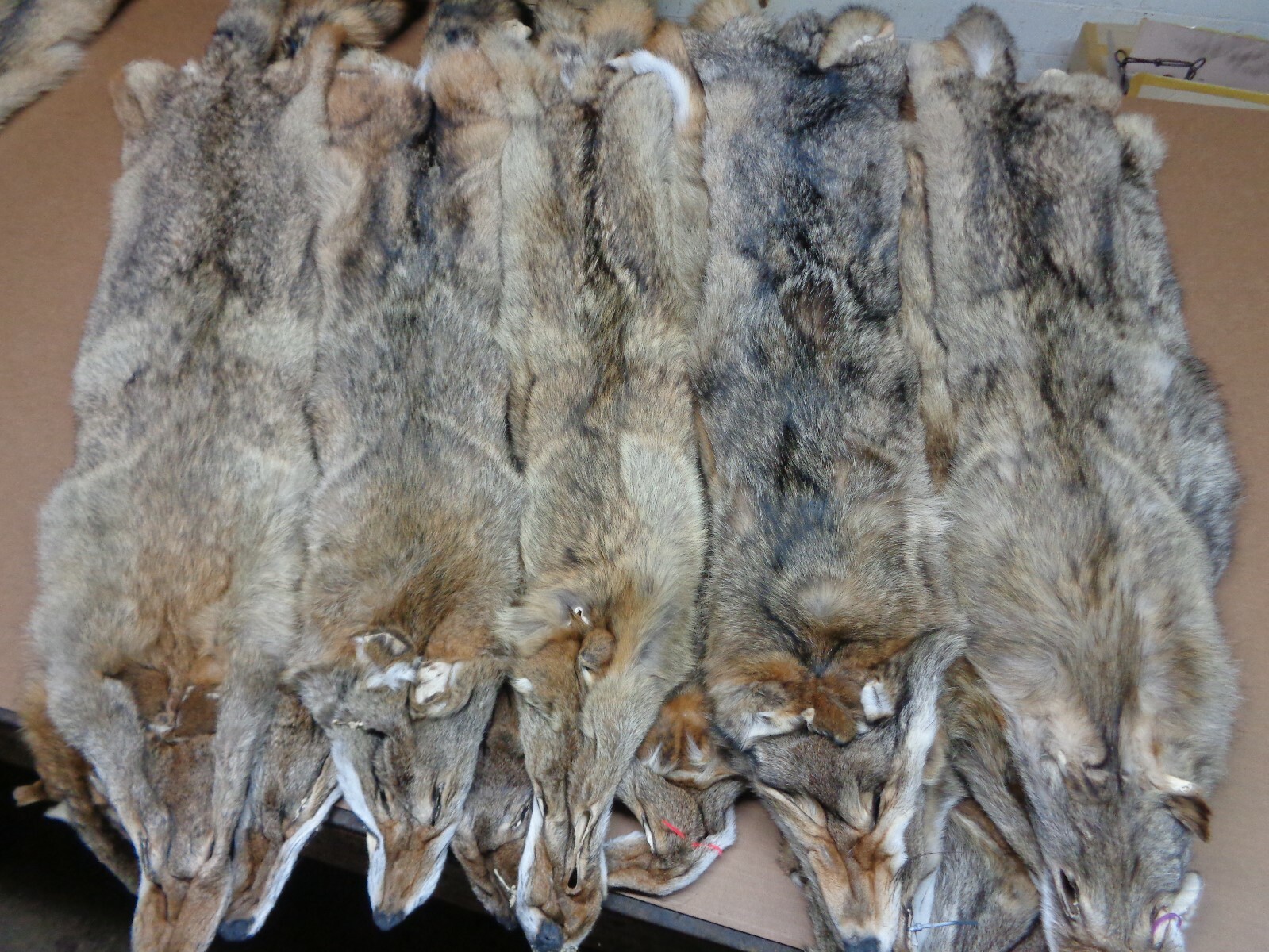 Tanned XXL/XL Semi-Heavy Coyote Hide #2 With Full Tail /Furs/Taxidermy/Crafts