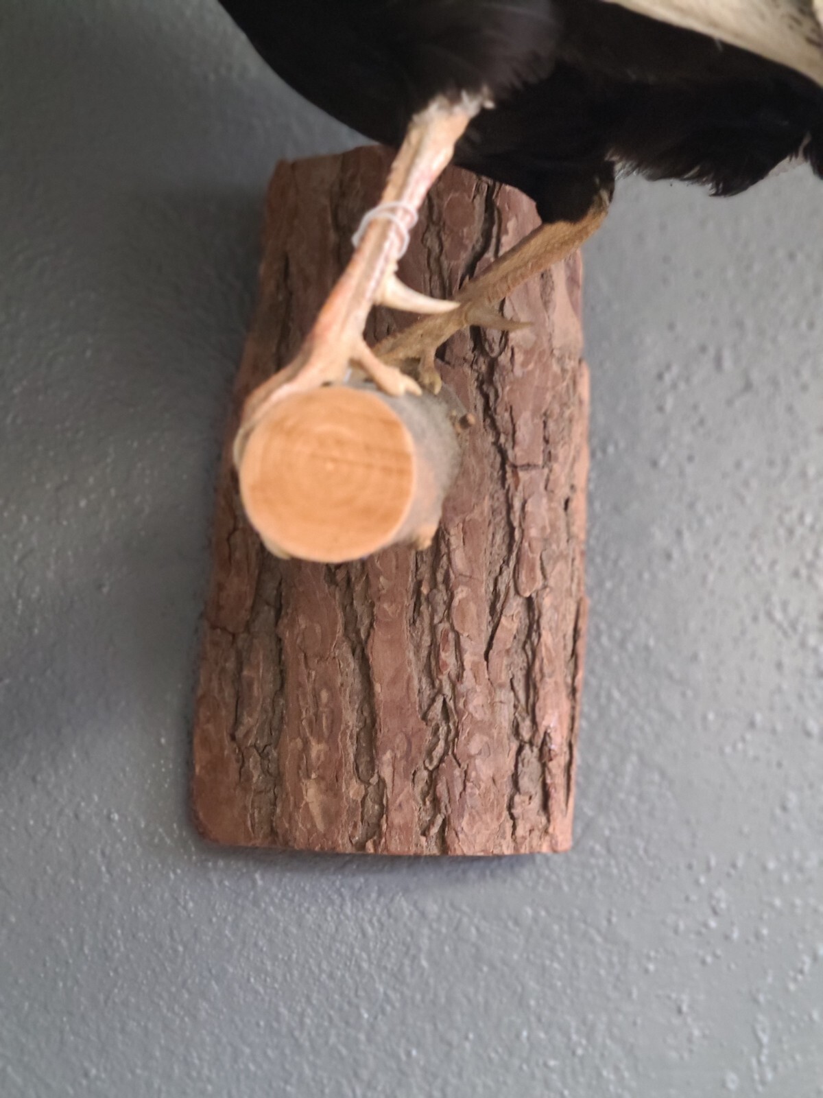 Silver Pheasant Hanging Mount