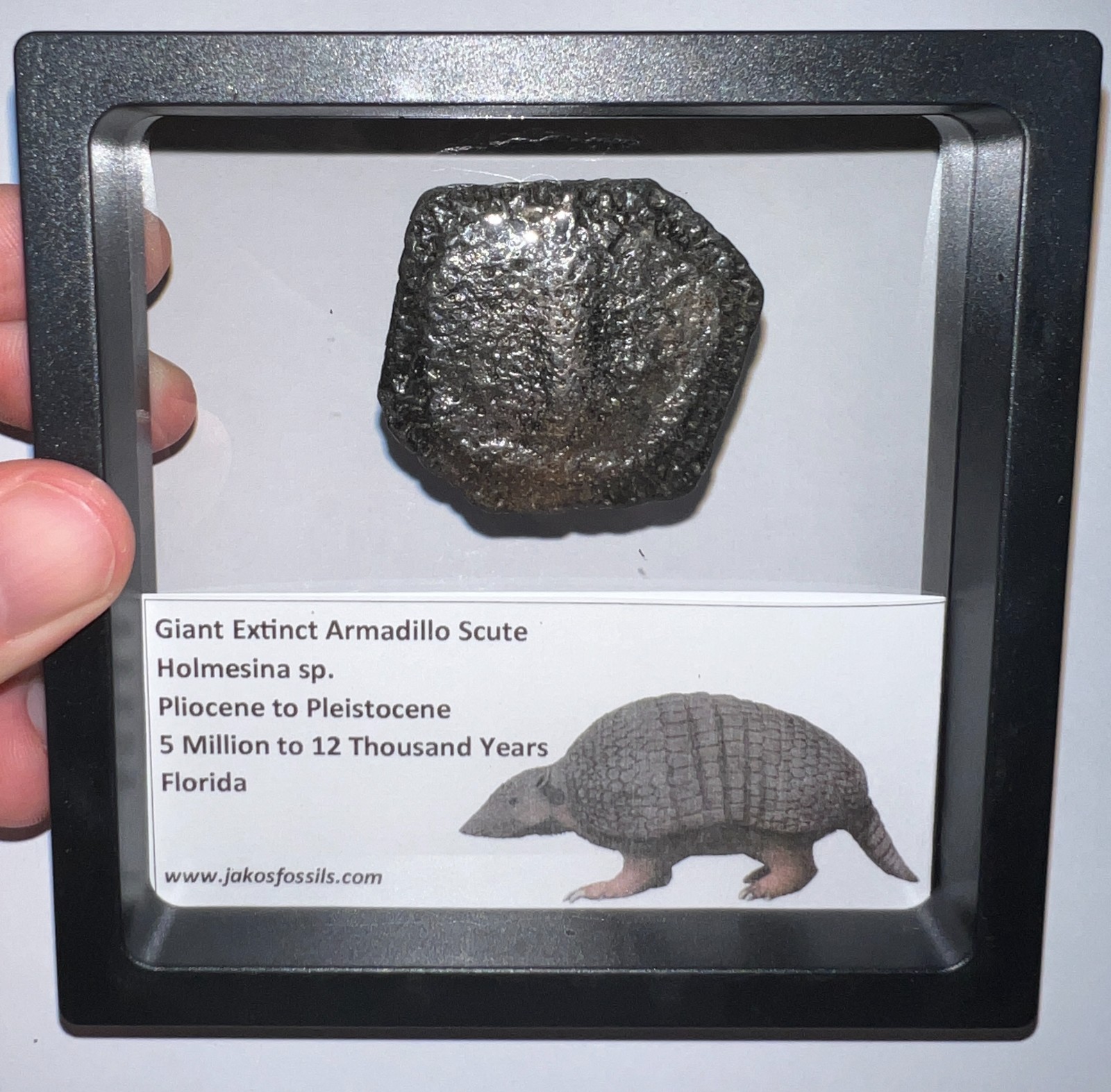 RARE Ice Age Fossil HOLMESINA GIANT ARMADILLO Scute Bone Armor Lot ONE PER ORDER