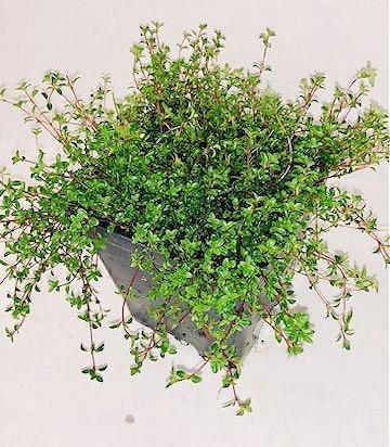 Live RED CREEPING THYME Plant + Thymus Praecox 'Coccineus' - [Pint Pot]