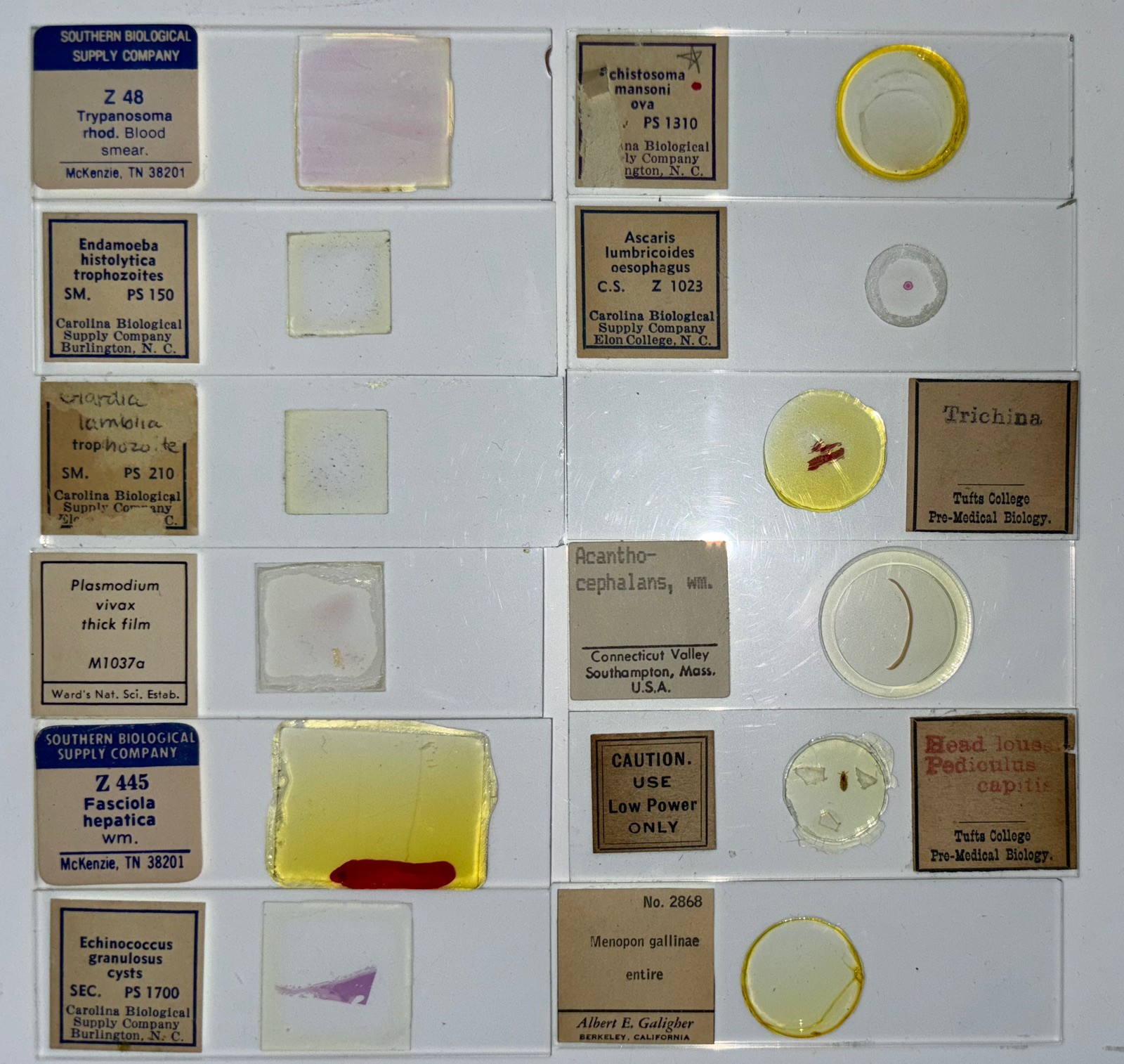 Parasite Microscope Slide Set Deadly Disease Insect Whole Mount Helminth Worm