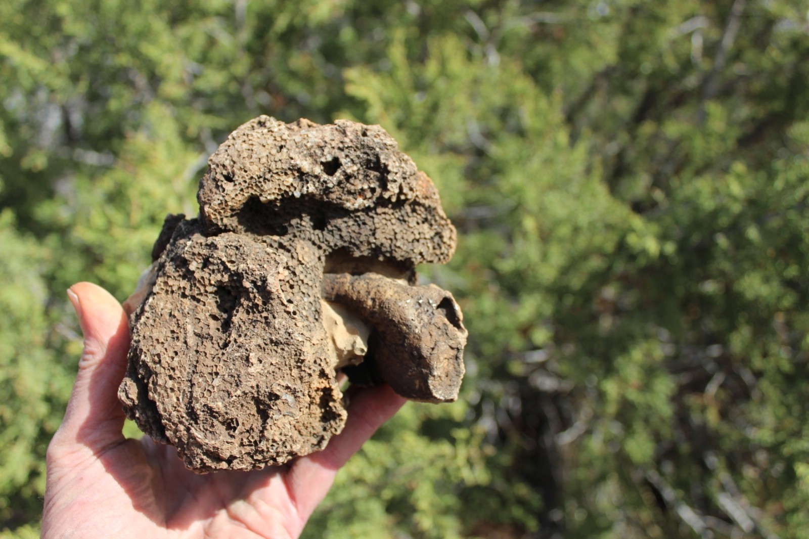 Fossil Beautiful HONEY COMB CORAL Favosites spp. Rare Locality ~ 400 Million