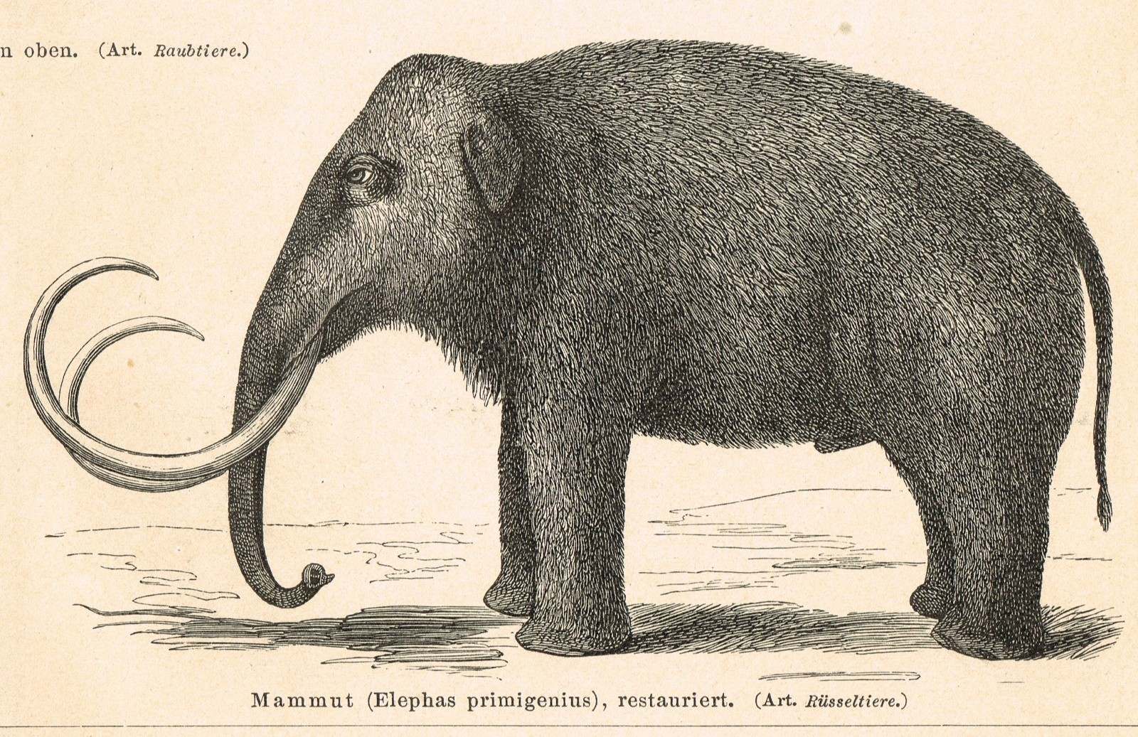 Paleontology Mammoth Bones $ Skull FOSSILS Antique Vintage Authentic Print 1892