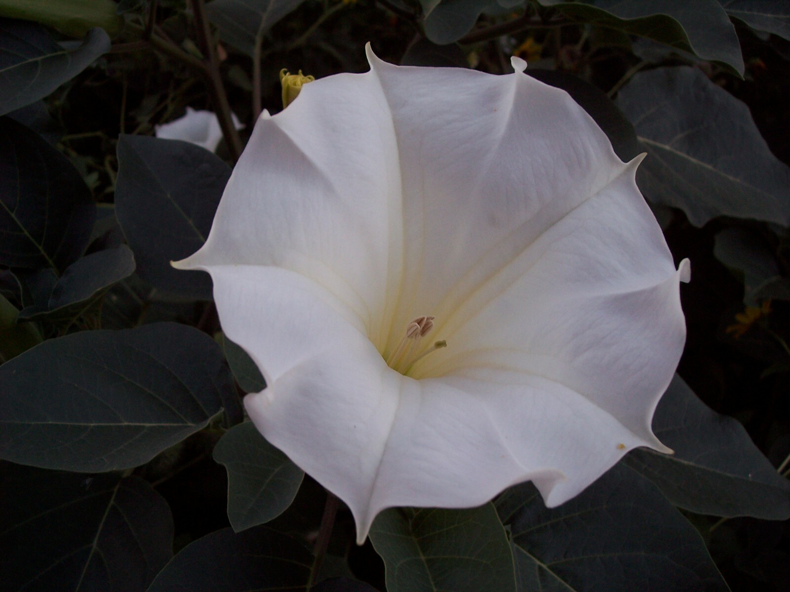 Datura Inoxia Flowers 25 Dried Moonflower 2025 Floral Craft Organic Thornapple