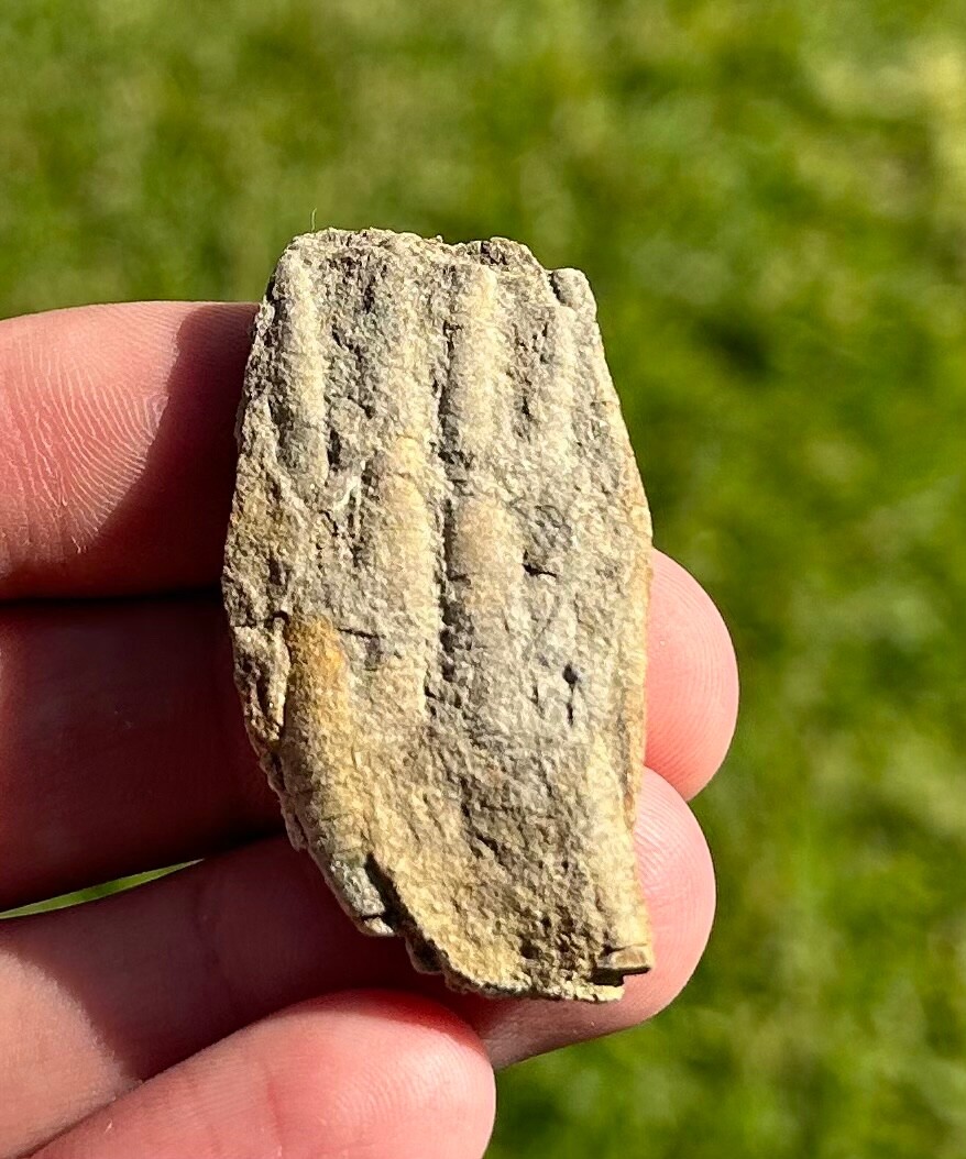 Alabama Fossil Crinoid Phanocrinus Mississippian Age Bangor Limestone Formation