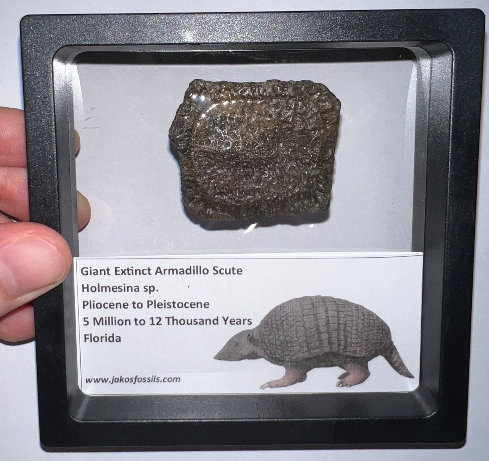 RARE Ice Age Fossil HOLMESINA GIANT ARMADILLO Scute Bone Armor Lot ONE PER ORDER