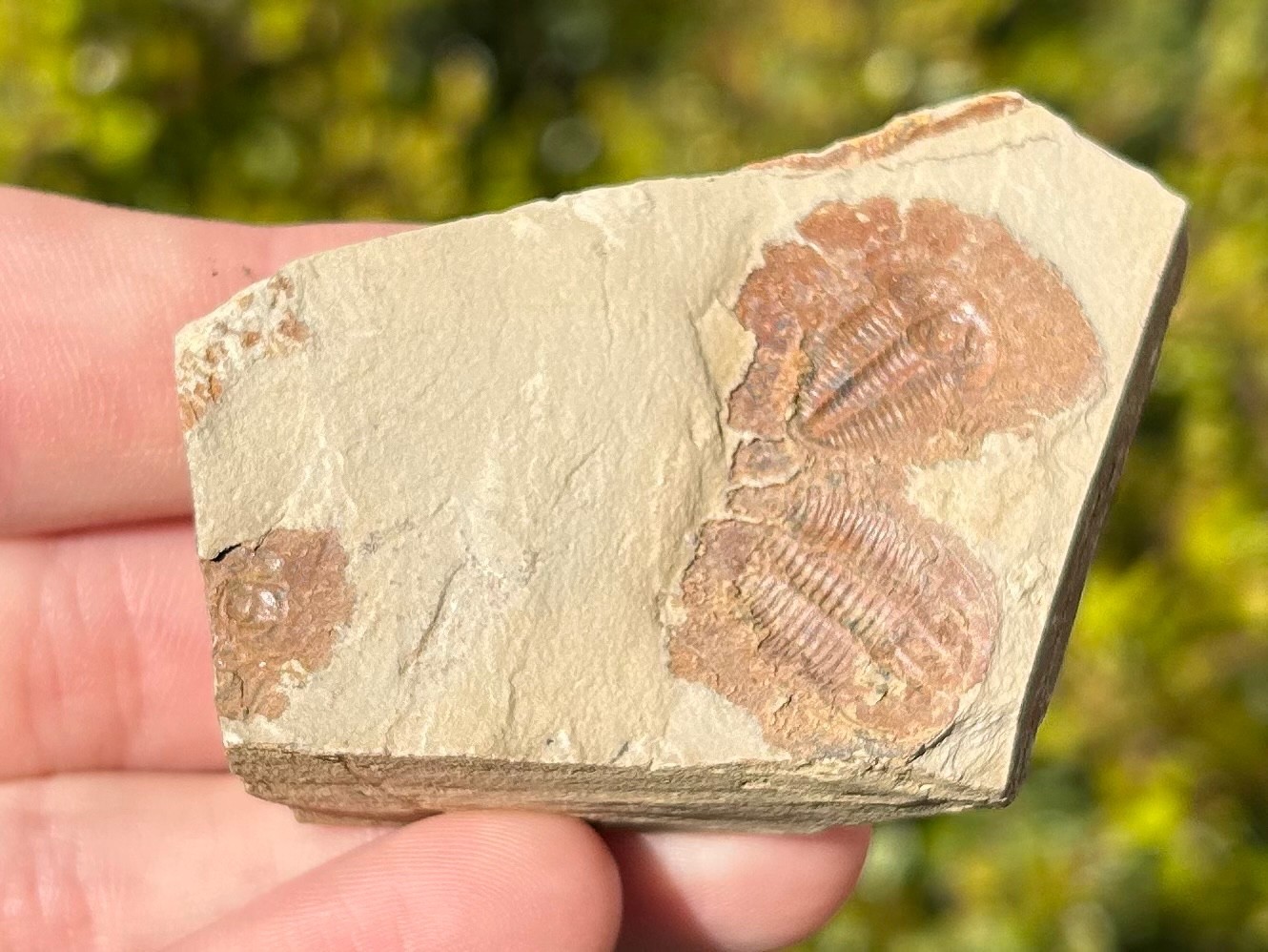 Georgia Fossil Trilobites Aphelaspis brachyphasis Conasauga Formation Cambrian