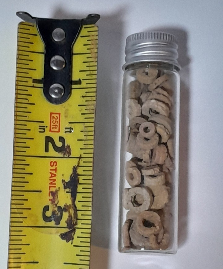 Lot of Crinoid Fossils in Jar 3" Tall