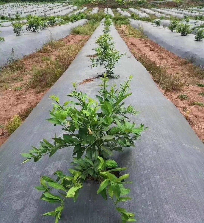 Heavy Duty Landscape Fabric 3.5 oz, Weed Barrier Garden Mat, Different Sizes