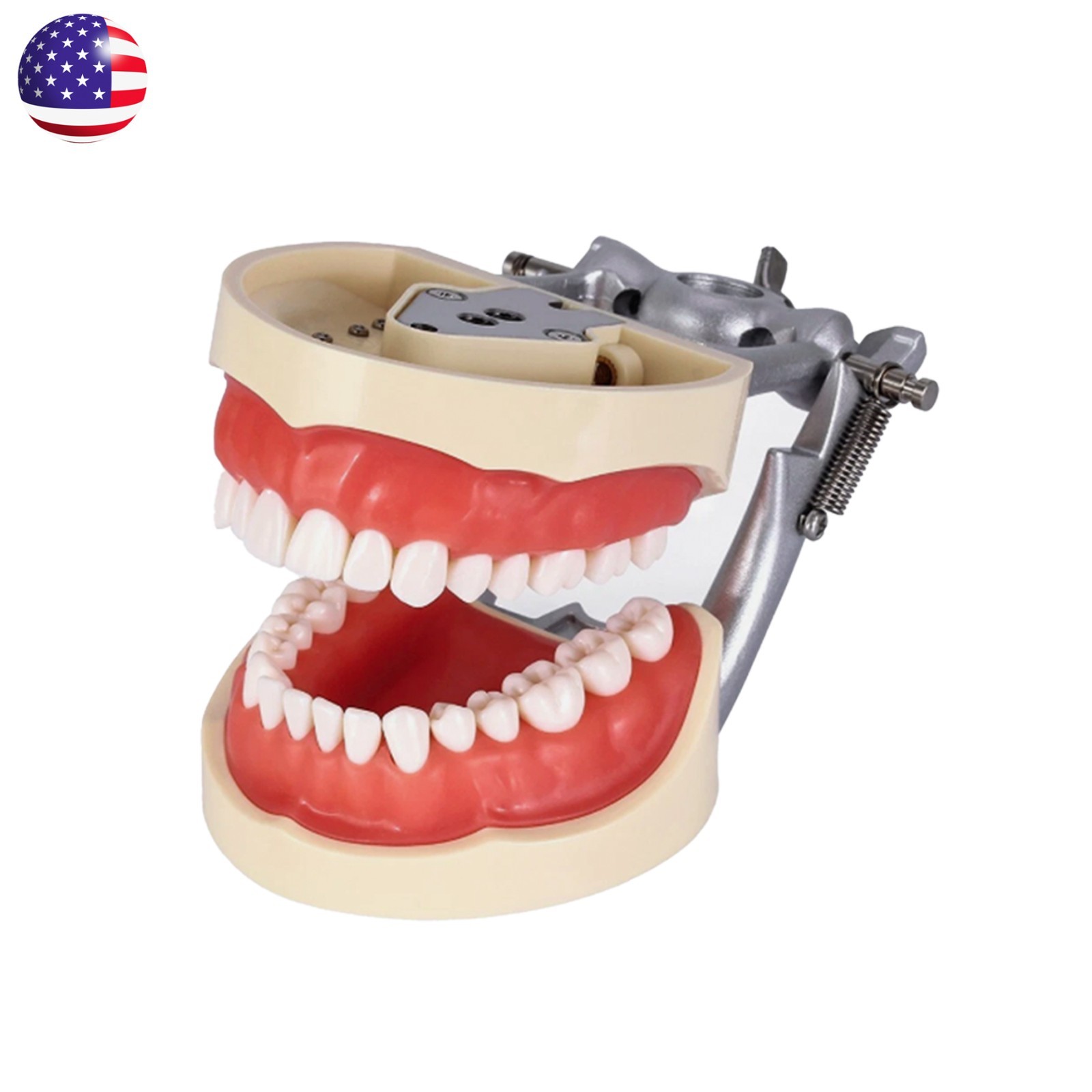 Kilgore Nissin 200/500 Dental Typodont Removable Screw-in Teeth Model Mount Pole