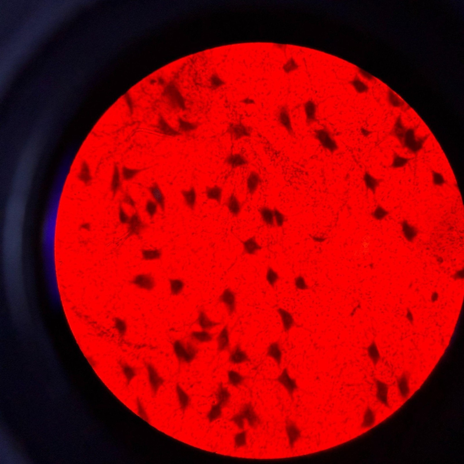 Olympus IX81F-2 Inverted Motorized Microscope w/ IX2-UCB-2 Controller