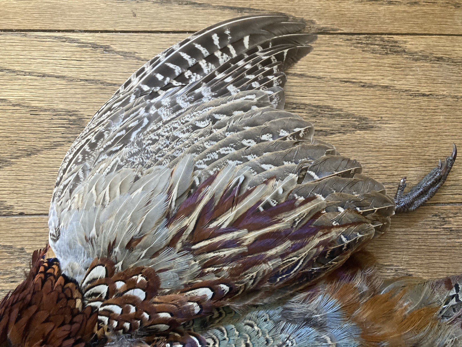 Rooster RINGNECK PHEASANT Full SKIN 2 Wings Tail Feathers Wall Art Man Cave