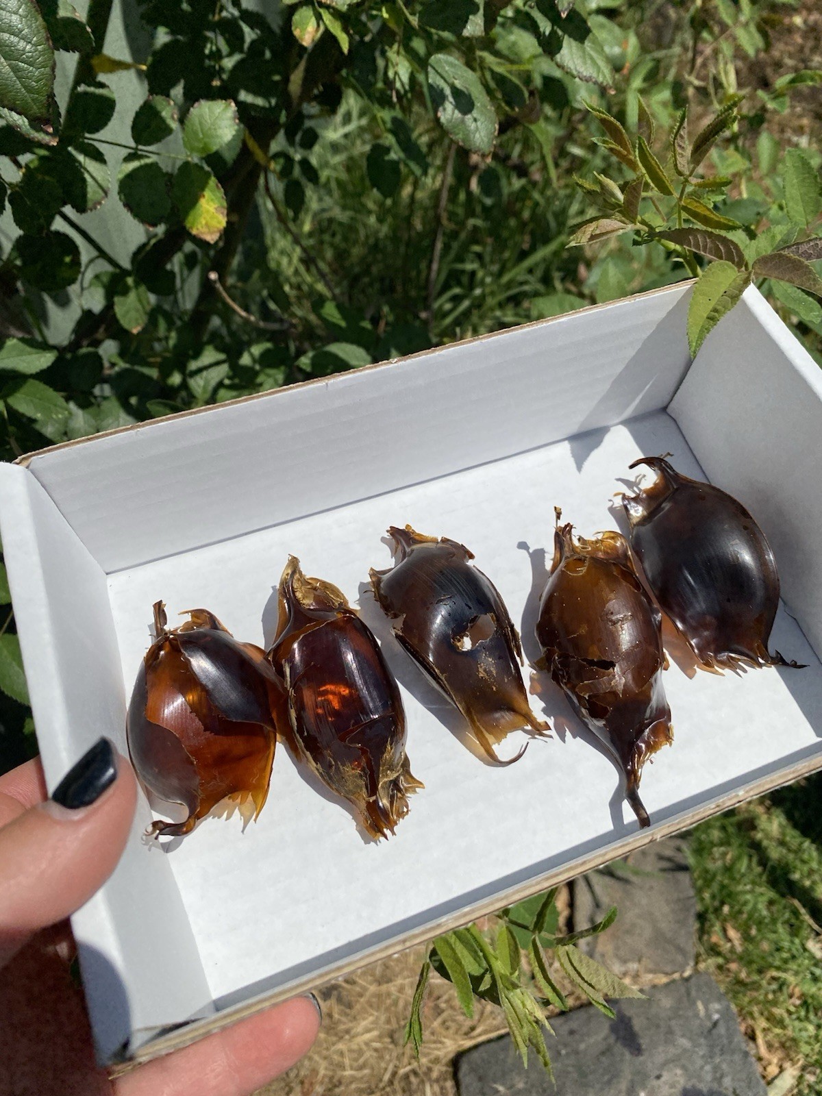 Mermaid Purse Shark Egg Case x5, Skate Shark Egg Case VIC (Lot 1)