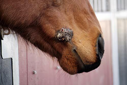 Bloodroot Paste ForSarcoid Herbal For The Removal of Sarcoidosis & Growths