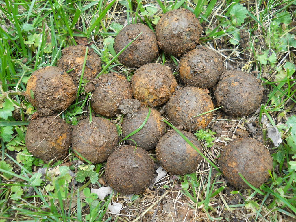 Old Rare Vintage Antique Civil War Relic Confederate Canister Shot Appomattox VA