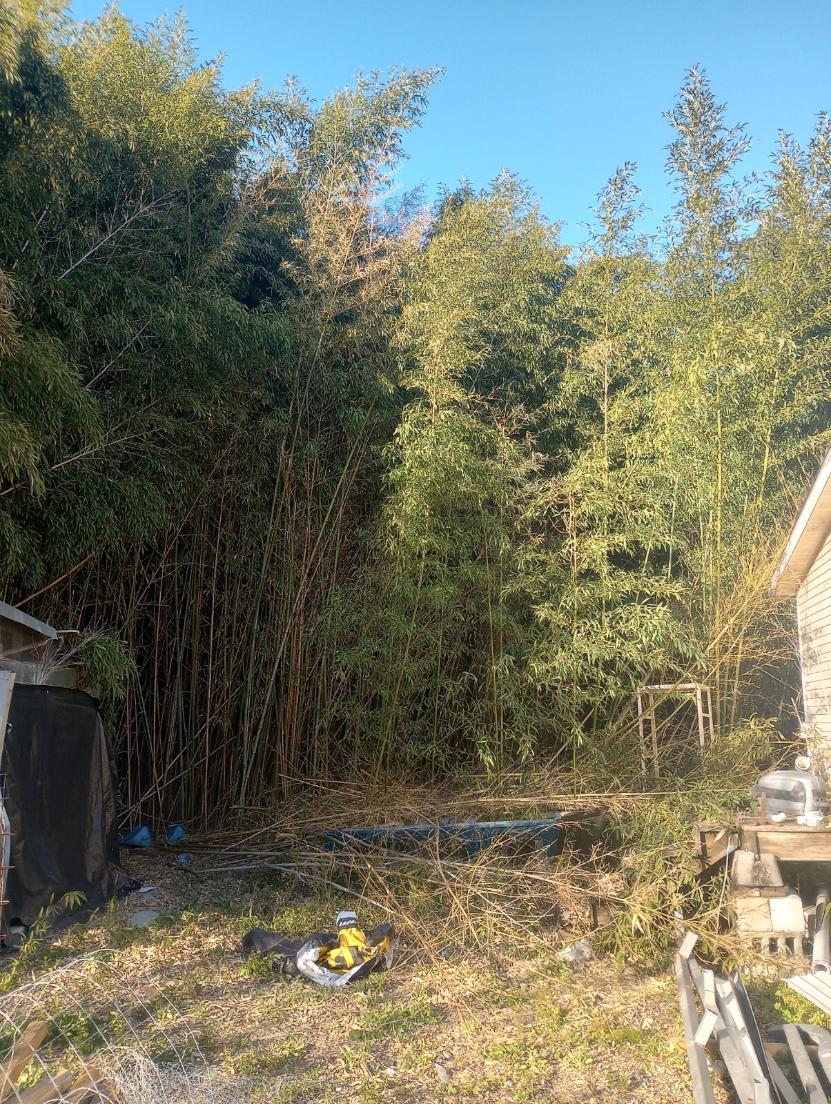 10 Bamboo 12" Poles Variety Sizes Decoration Tiki 1' Make Your Own Bee Hive