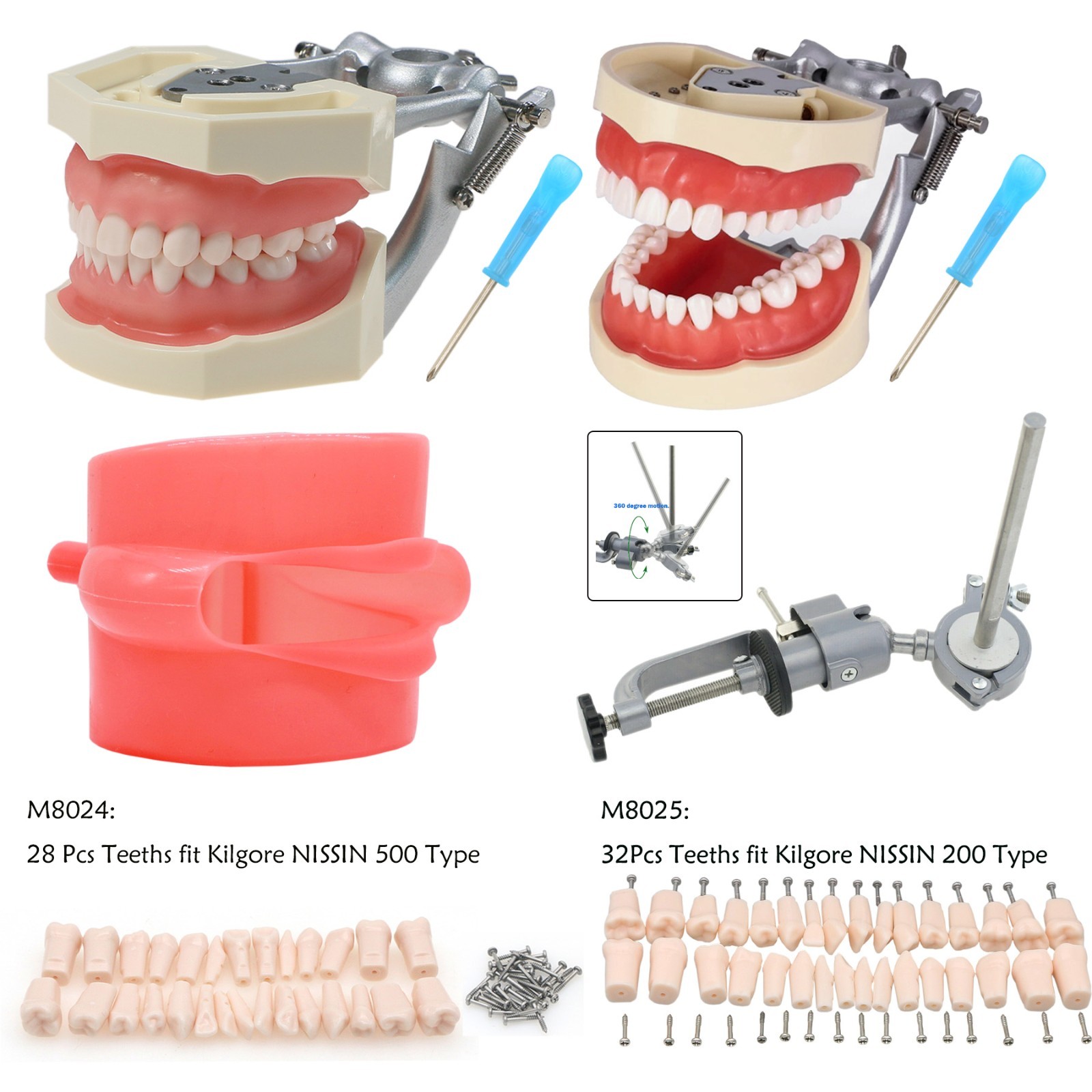 Dental Typodont Teeth Model for Kilgore NISSIN 200/500 Type With Removable Teeth