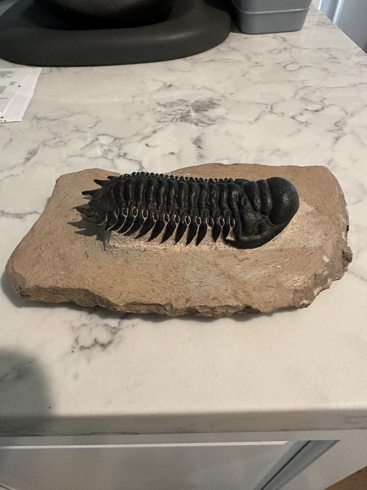 High Detail Devonian TRILOBITE Fossil from The Atlas Mountains 393 Mil Yrs. Old