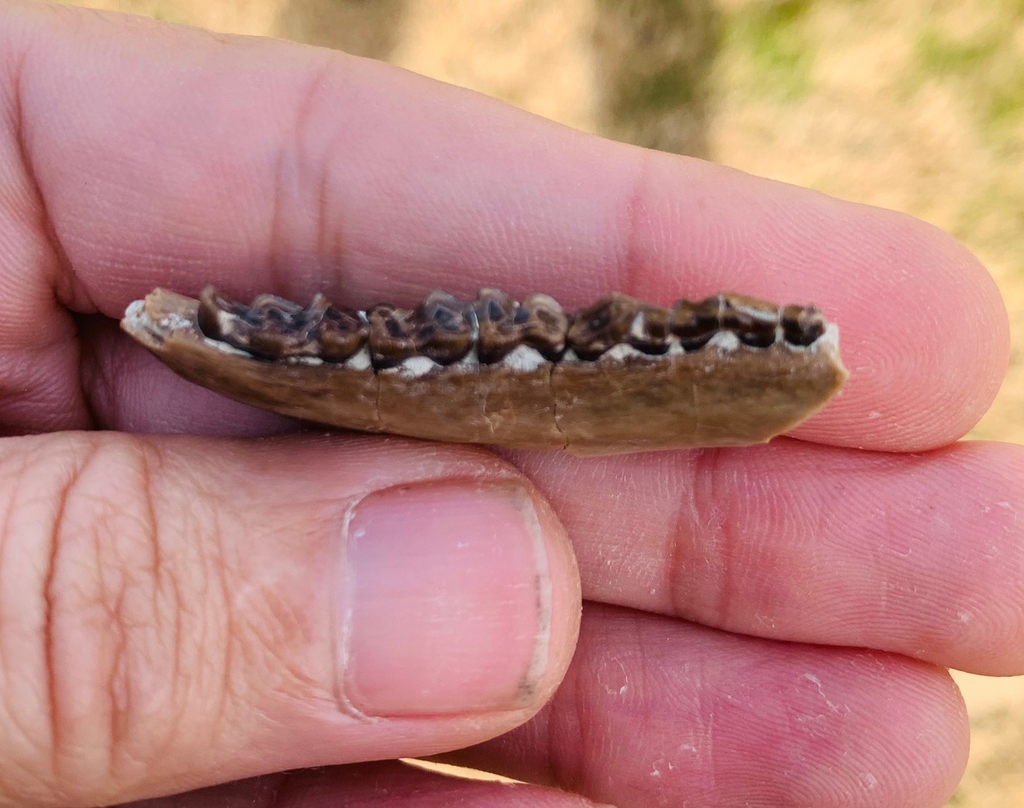 Fossil Deer jaw with teeth, Nebraska, white river badlands,