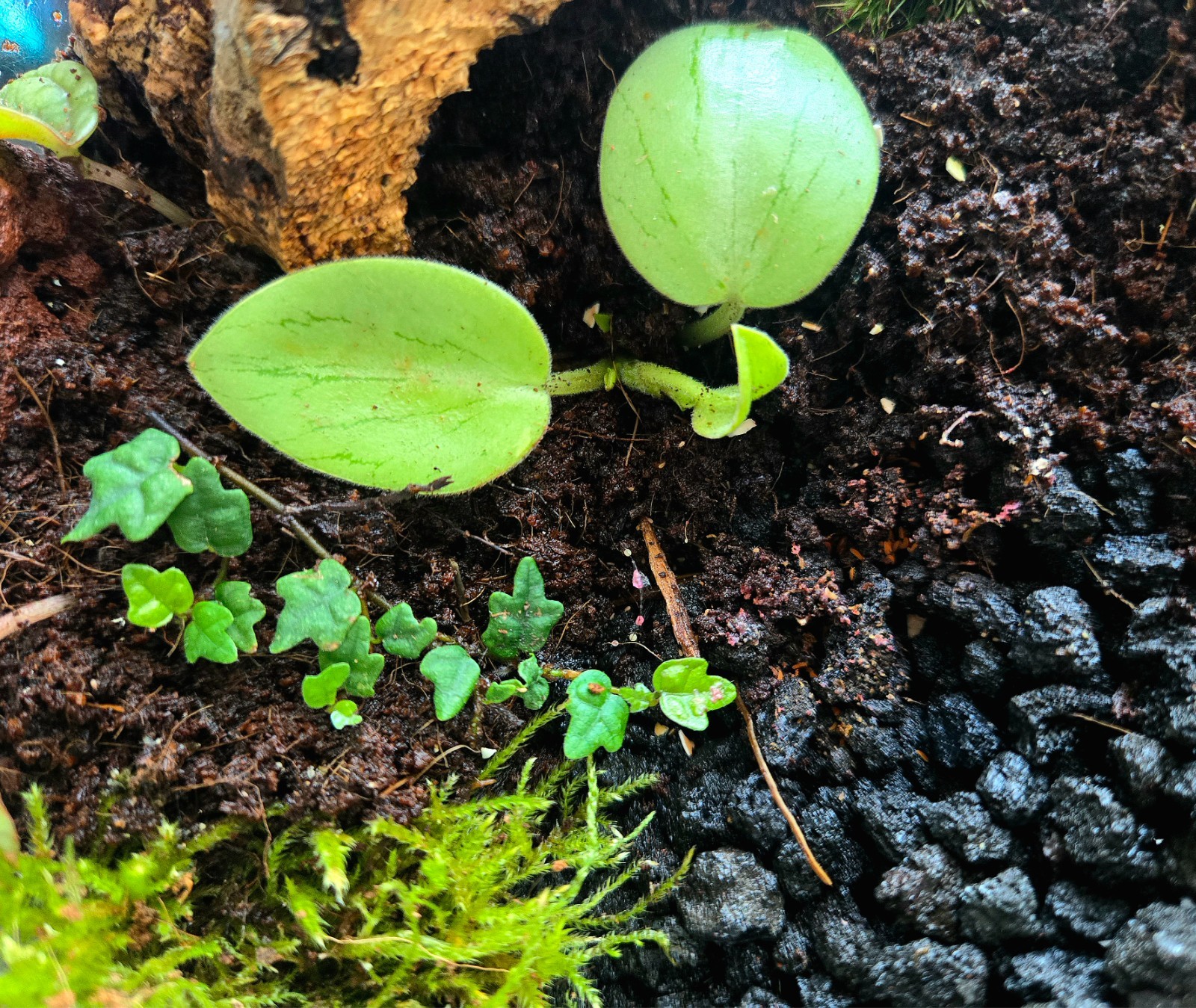 Thai Red / Florida Orange Springtail Terrarium Breeding Kit