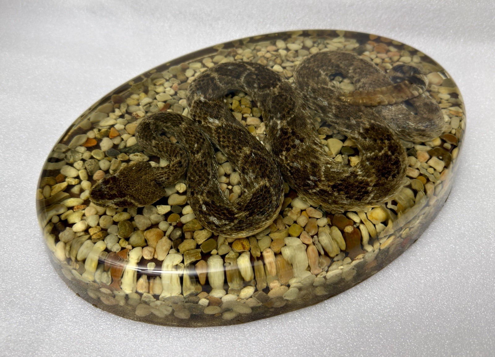 Large Genuine Diamondback Rattlesnake Taxidermy Snake Resin 13x9 Inches Heavy