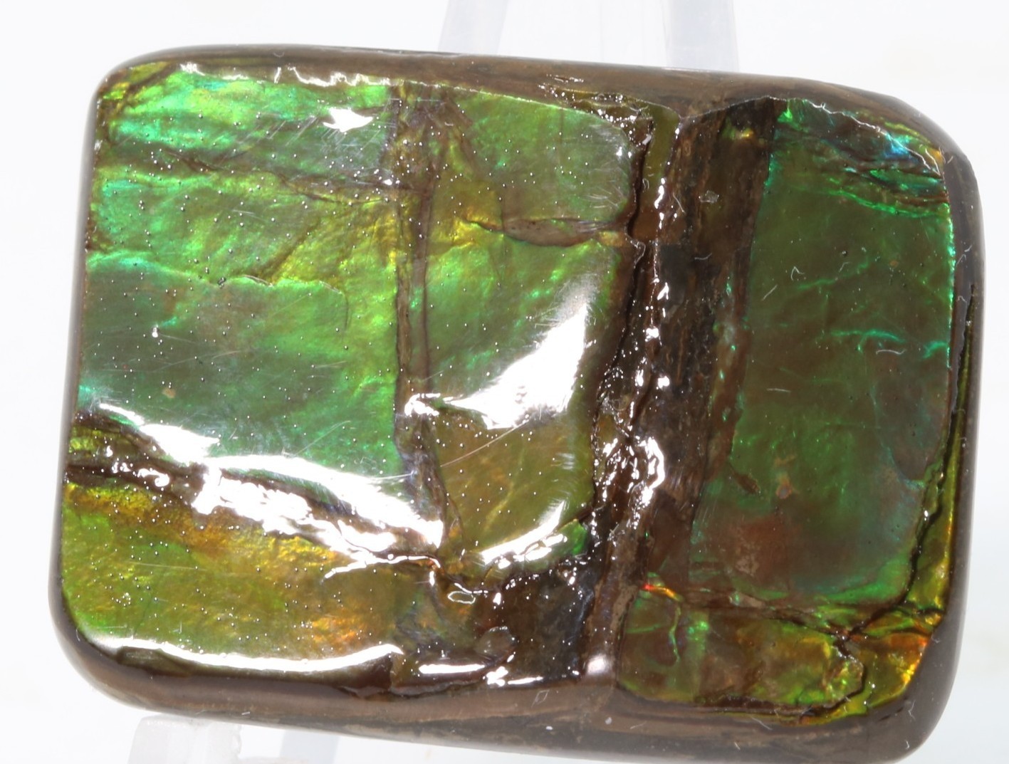 Korite Ammolite Ammonite shell 1.13" x 0.84" Alberta Canada COA 7390