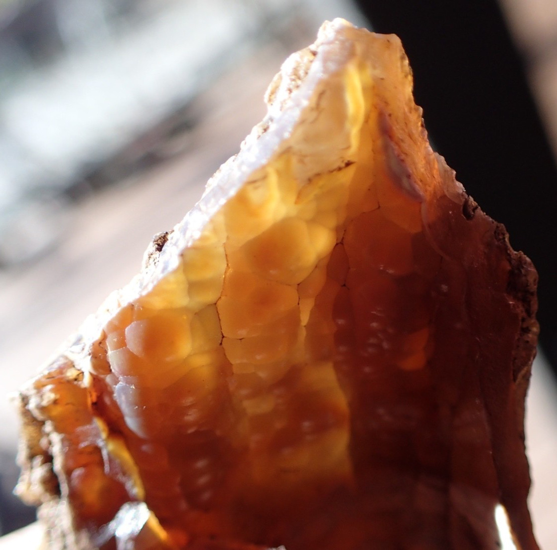 Botryoidal Fossil Coral Geode Fragment GA Agate Amber Ocean Specimen Gem WC17