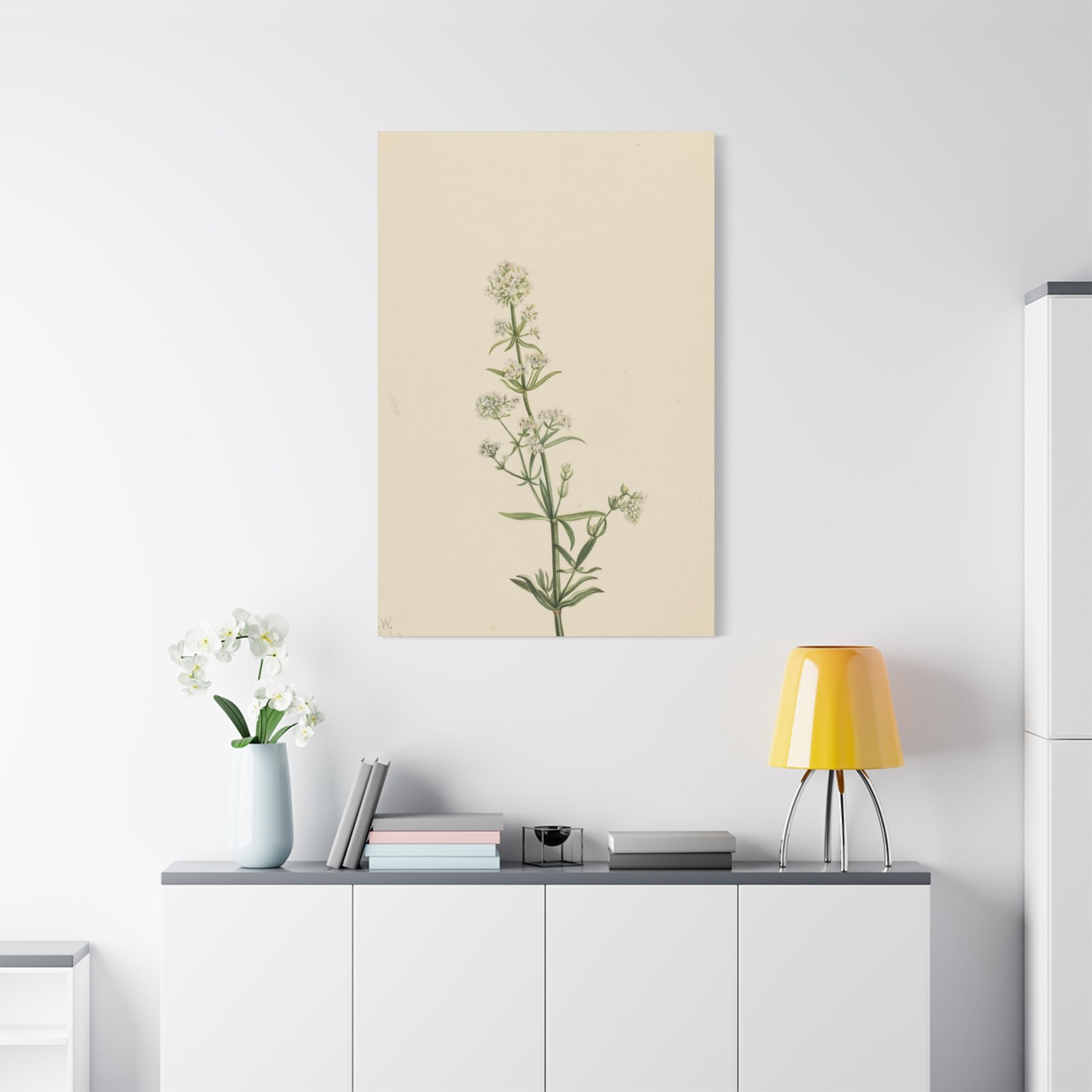 Mary Vaux Walcott - Northern Bedstraw (Galium boreale) - Canvas Wall Art