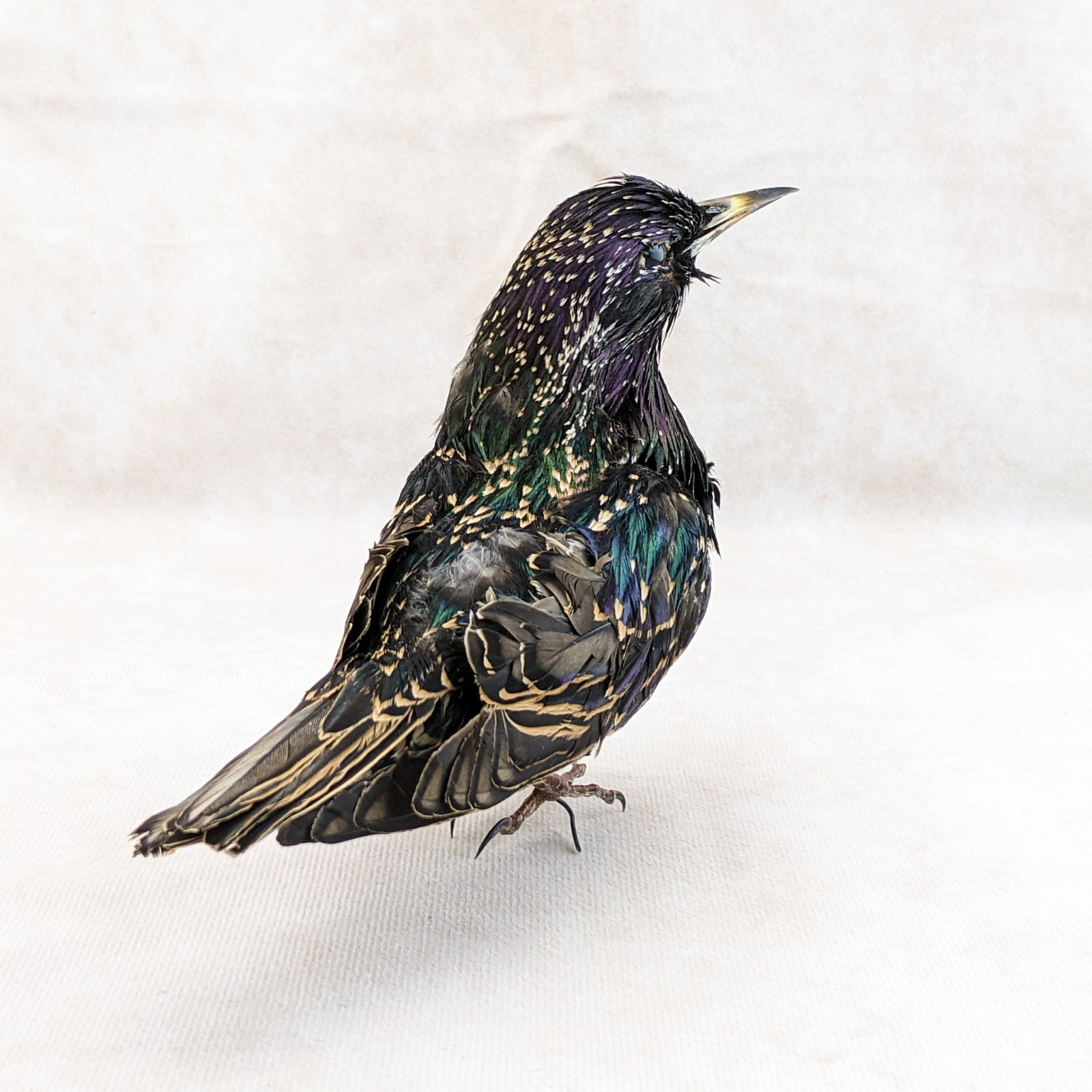 Starling Bird Taxidermy Display specimen Oddity Curiosity Décor collectible gift