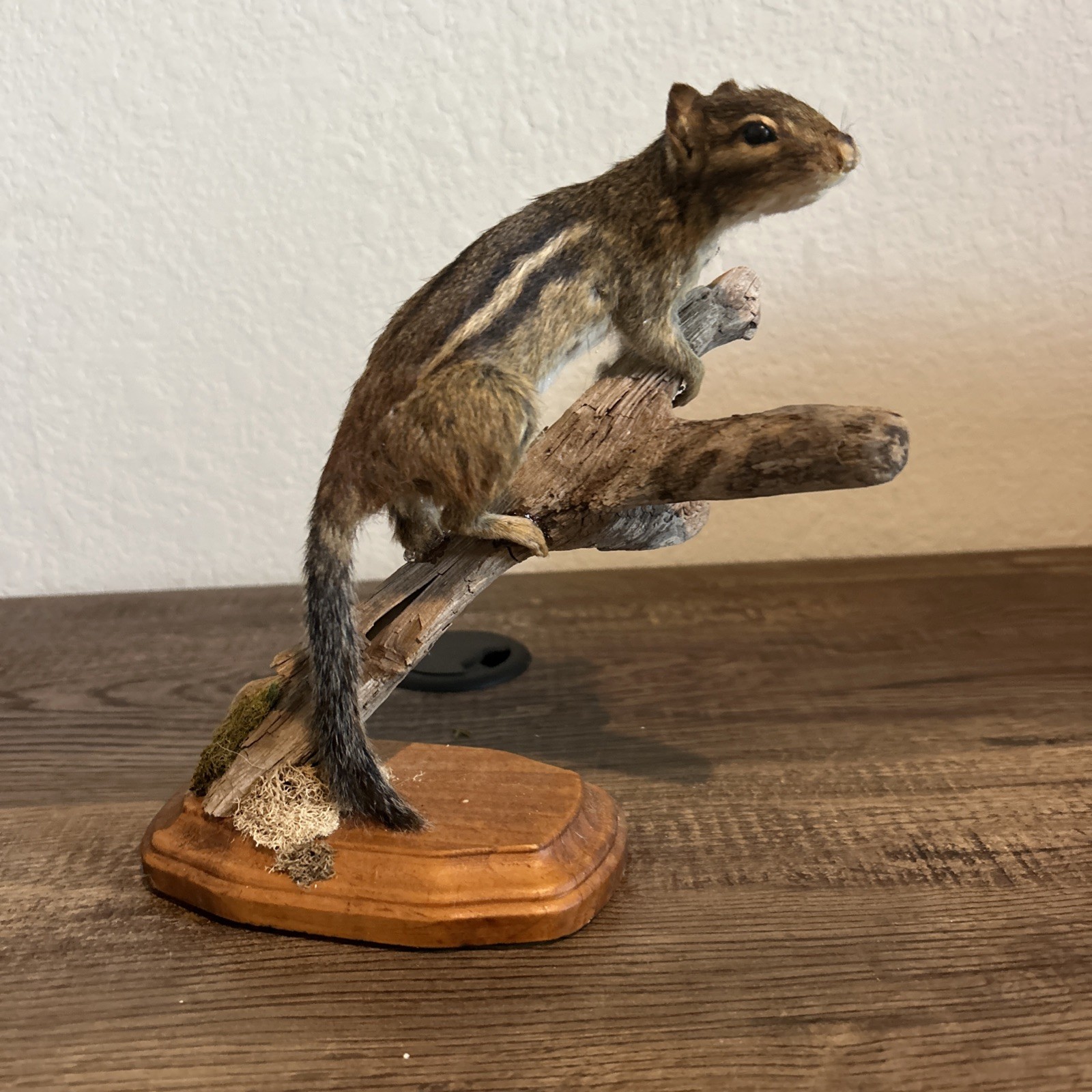 Chipmunk On Base ~ Taxidermy
