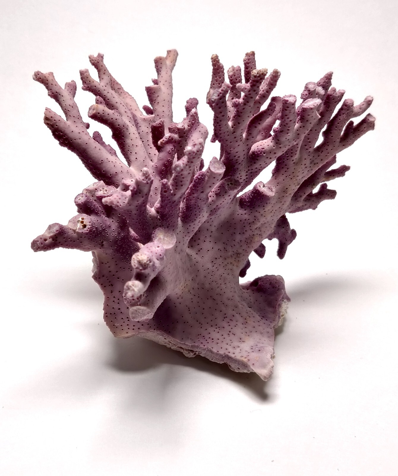 Rare Purple / Lavender Hydrocoral Coral from California Home Decoration