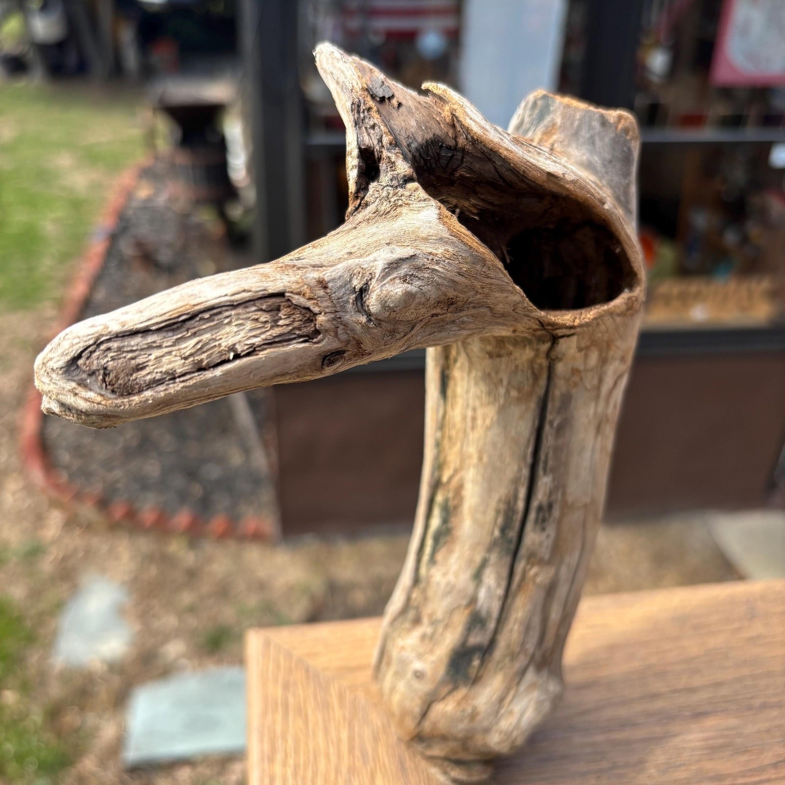 Small Tree Shaped Driftwood 9x3x7 – Sculptural Wood with Hollows Aquarium