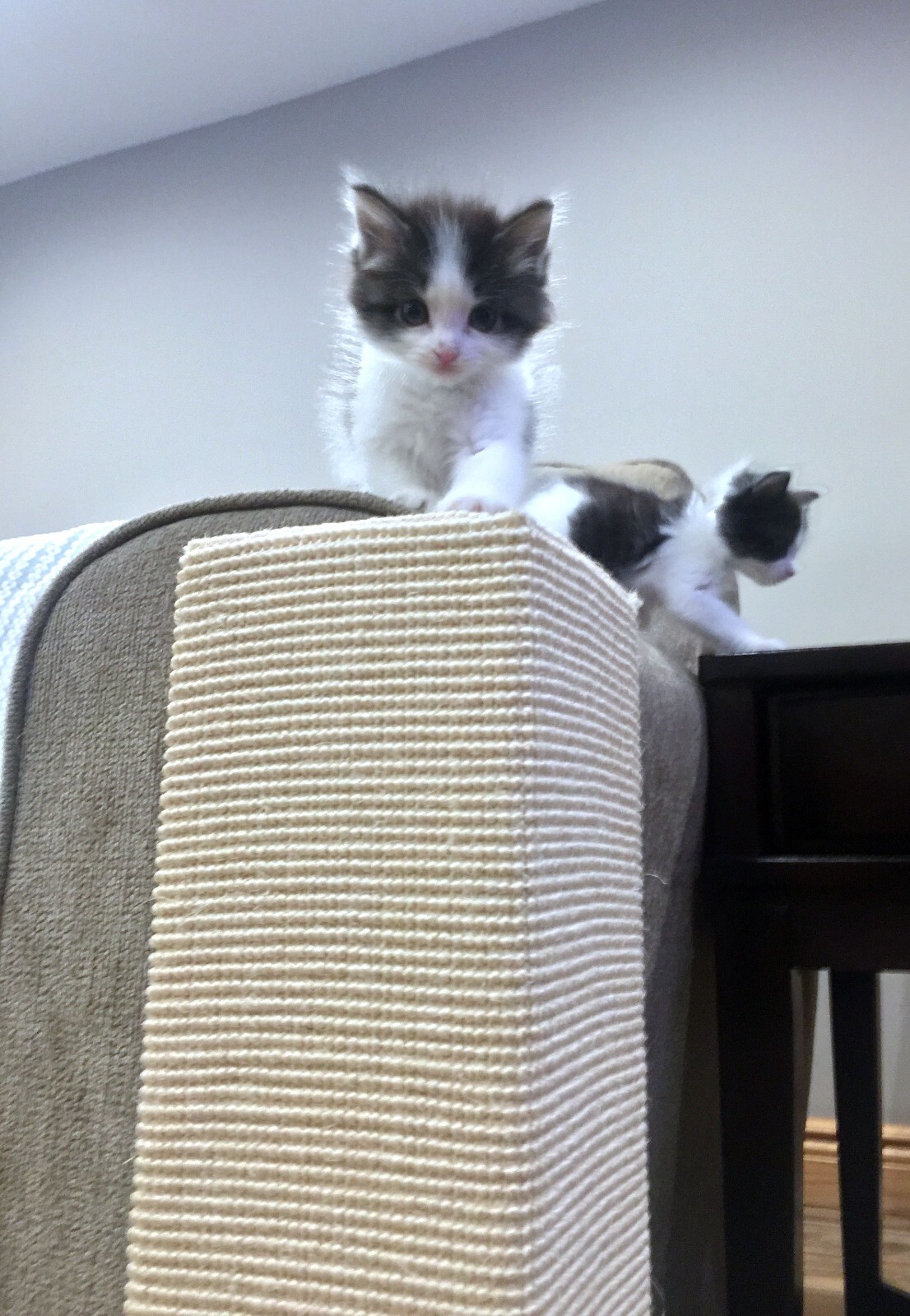 Sofa-Scratcher Squared Cat Scratching Post & Couch Corner Protector